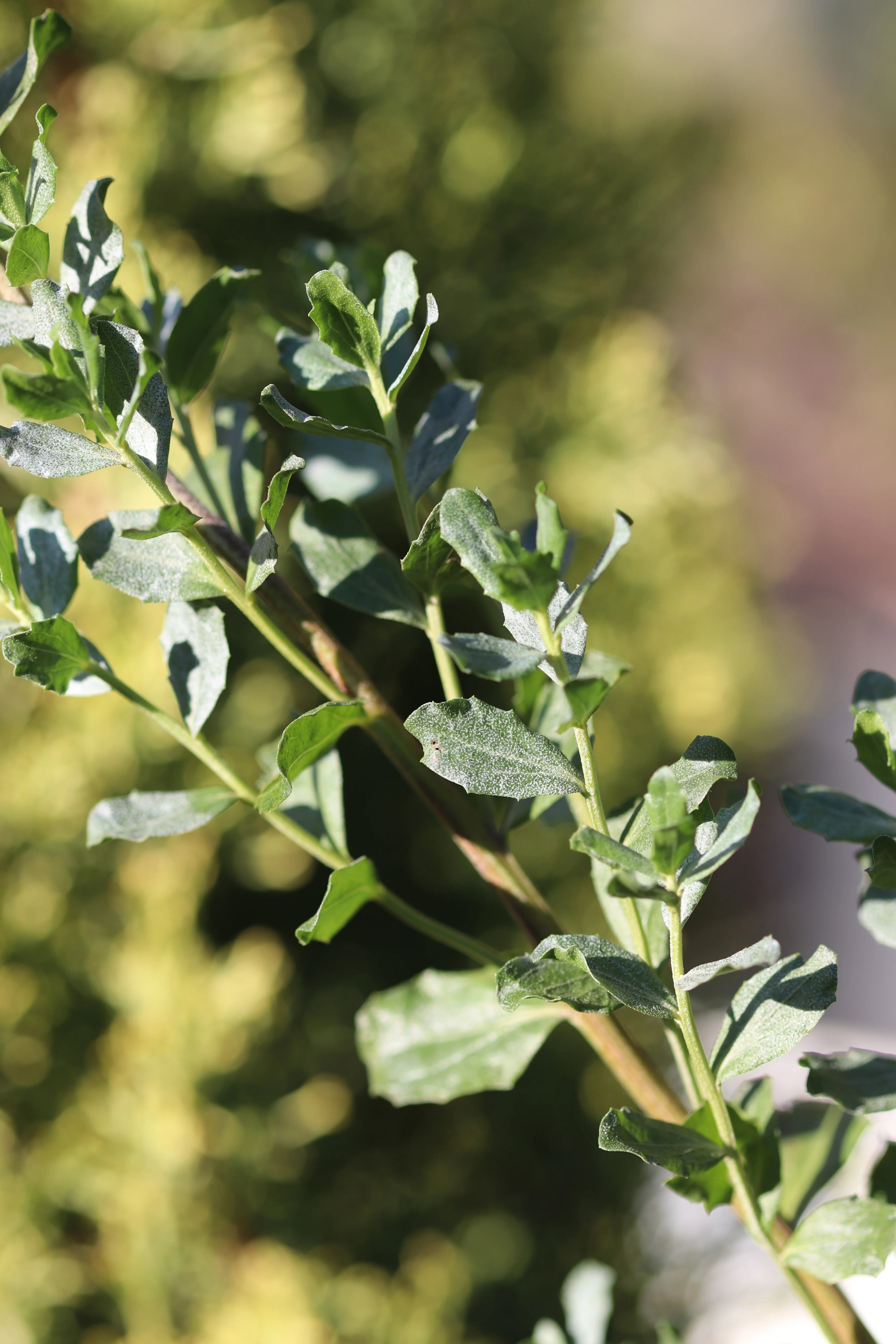 *RETAIL - Baccharis pilularis 'Willamette' - Image 2