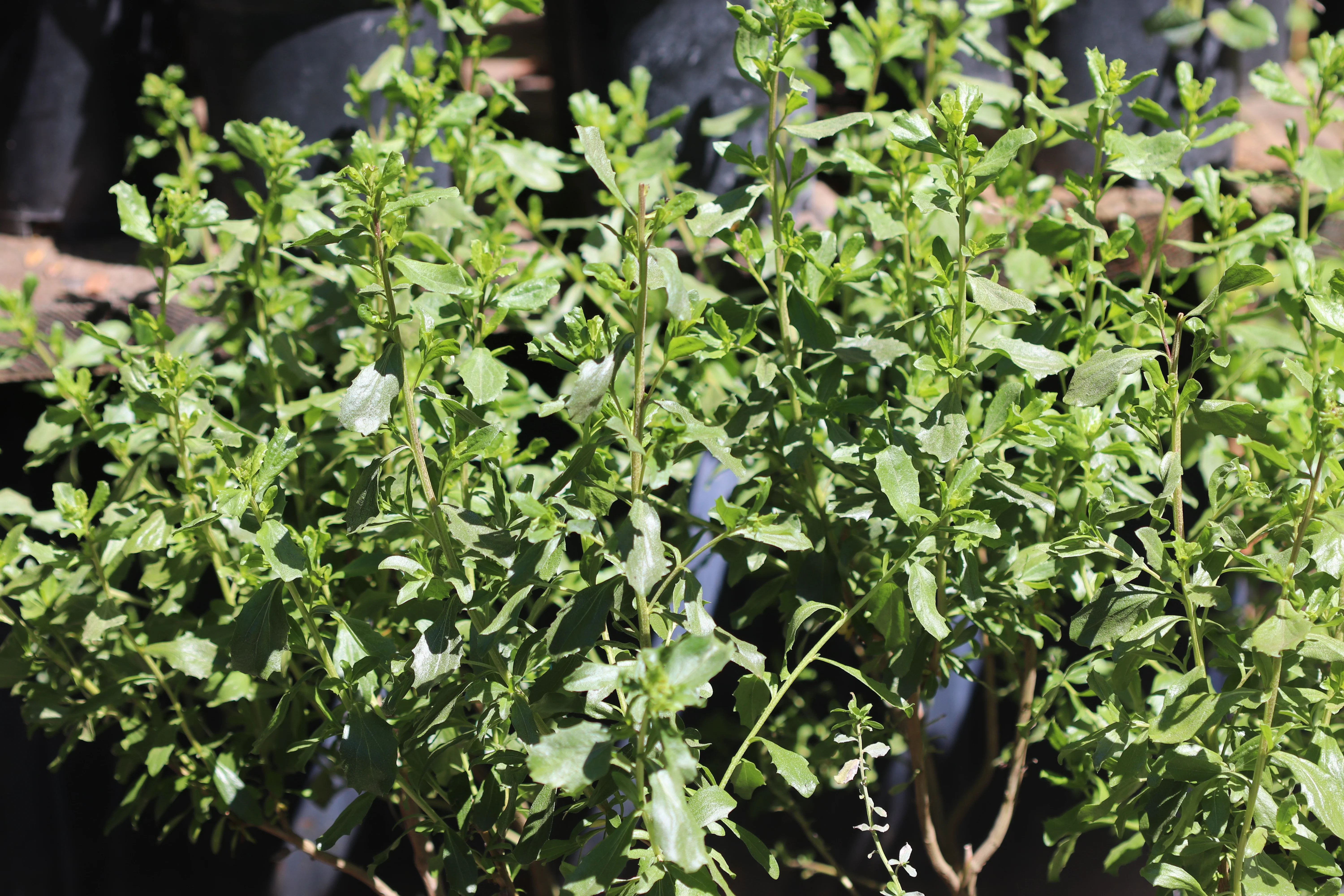 *RETAIL - Baccharis pilularis 'Willamette' - Image 3