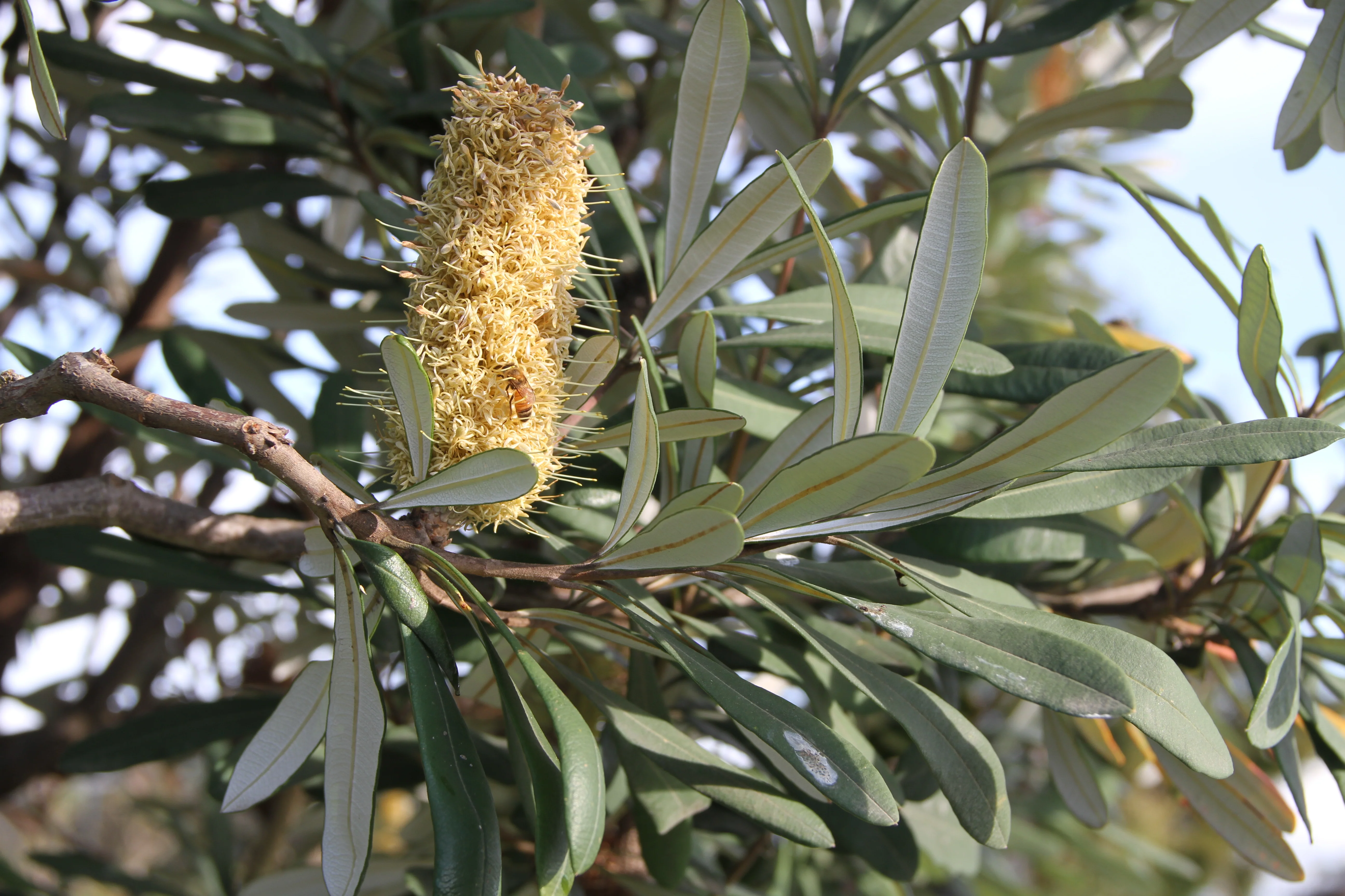 *RETAIL - Banksia marginata - Image 2