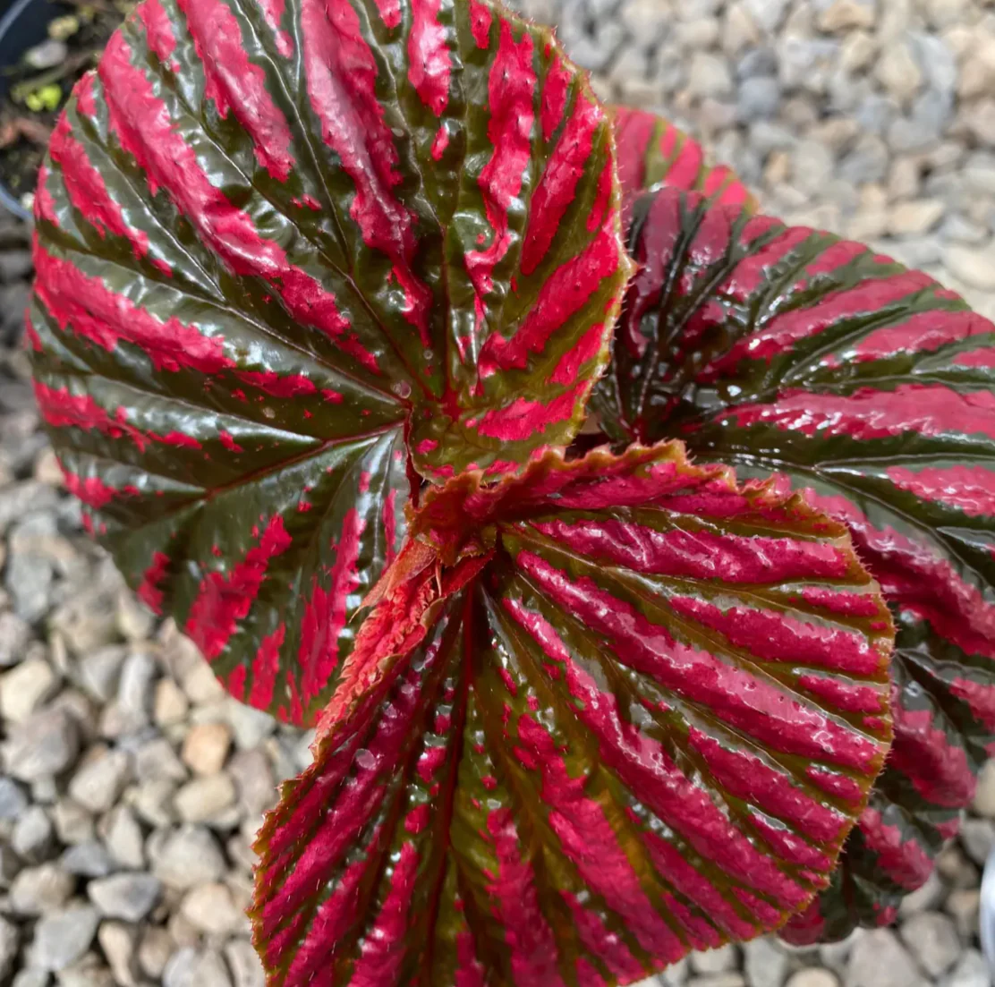 *RETAIL - Begonia brevirimosa ssp. exotica - Image 2
