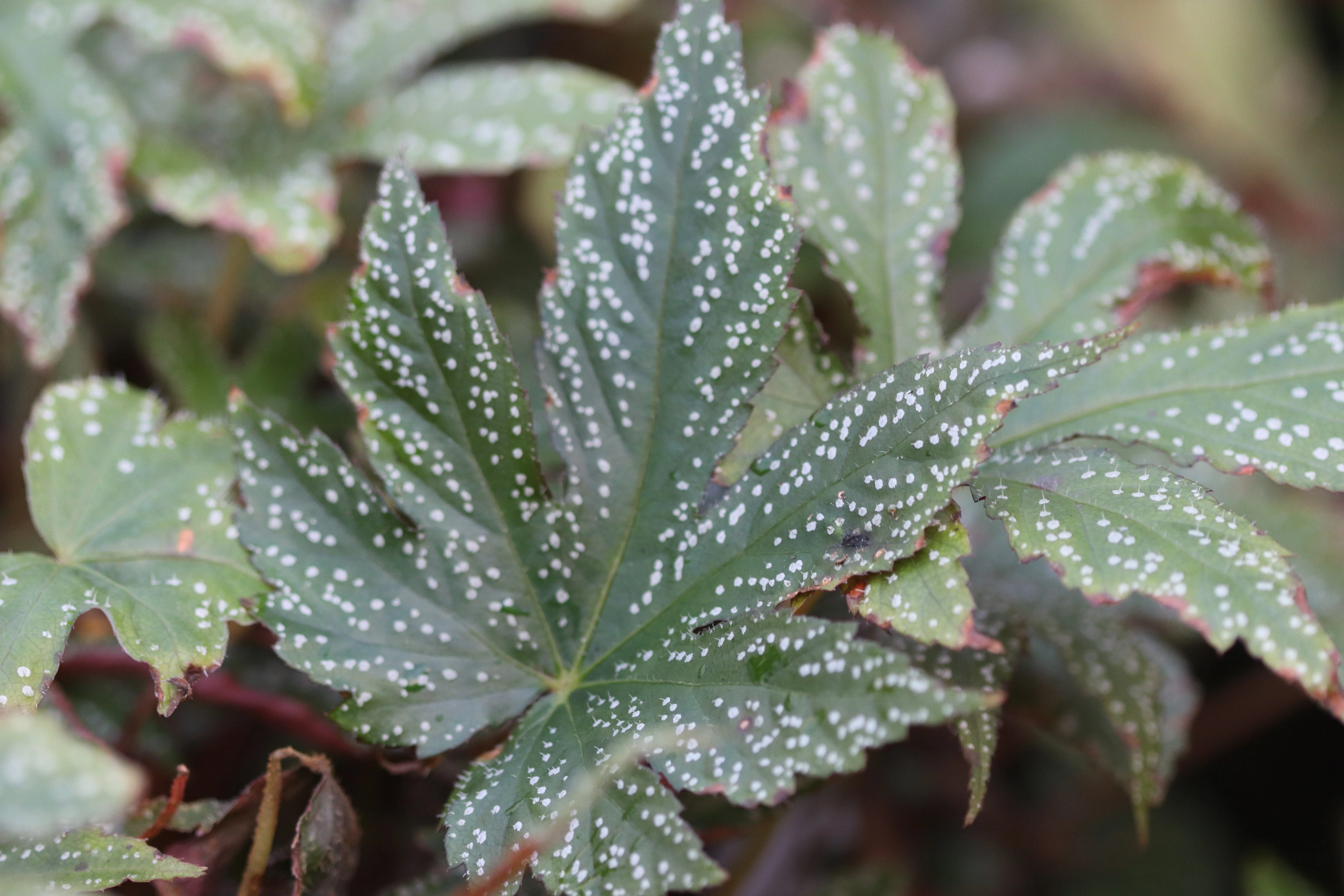 *RETAIL - Begonia circumlobata 'Chandler's Hardy'