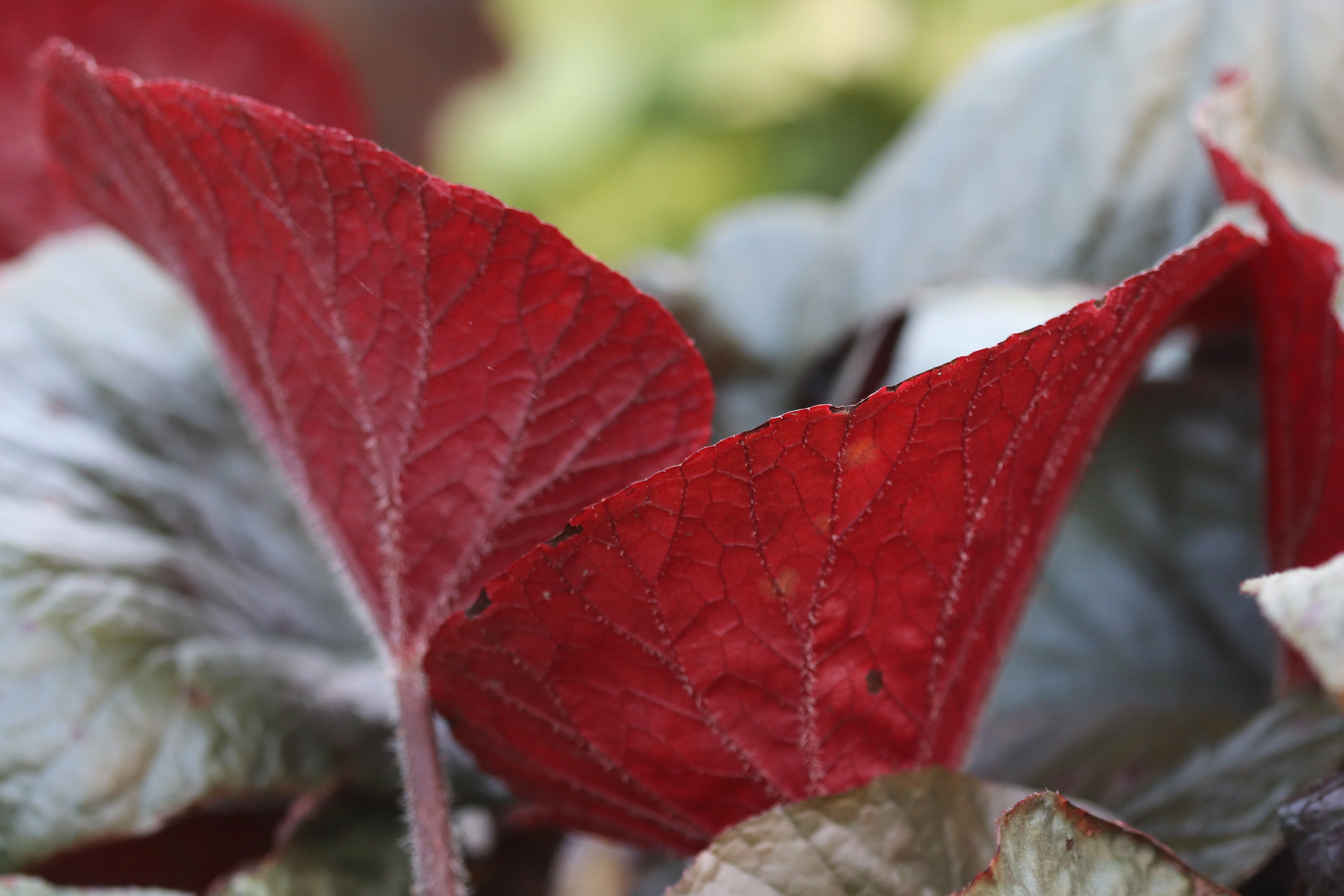 Begonia 'Cotes de Castillon' - Image 2