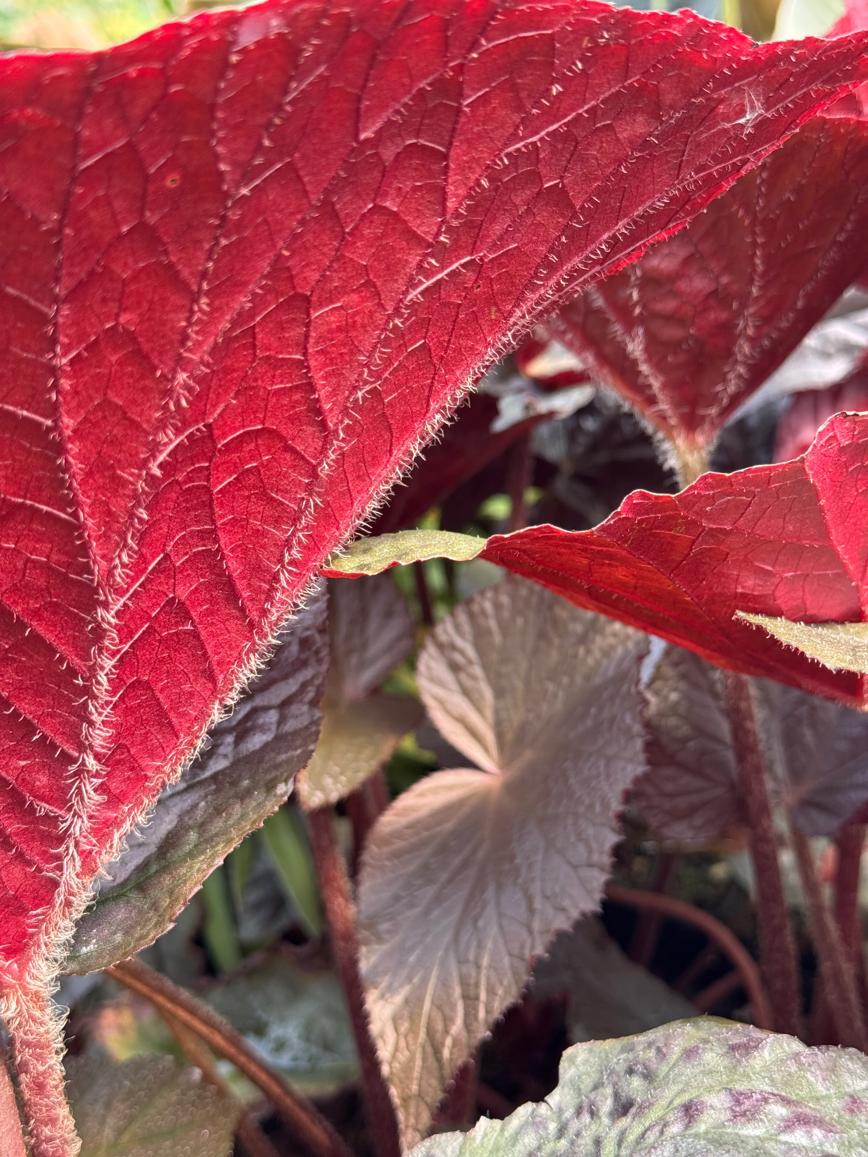 *RETAIL - Begonia 'Cotes de Castillon' - Image 3
