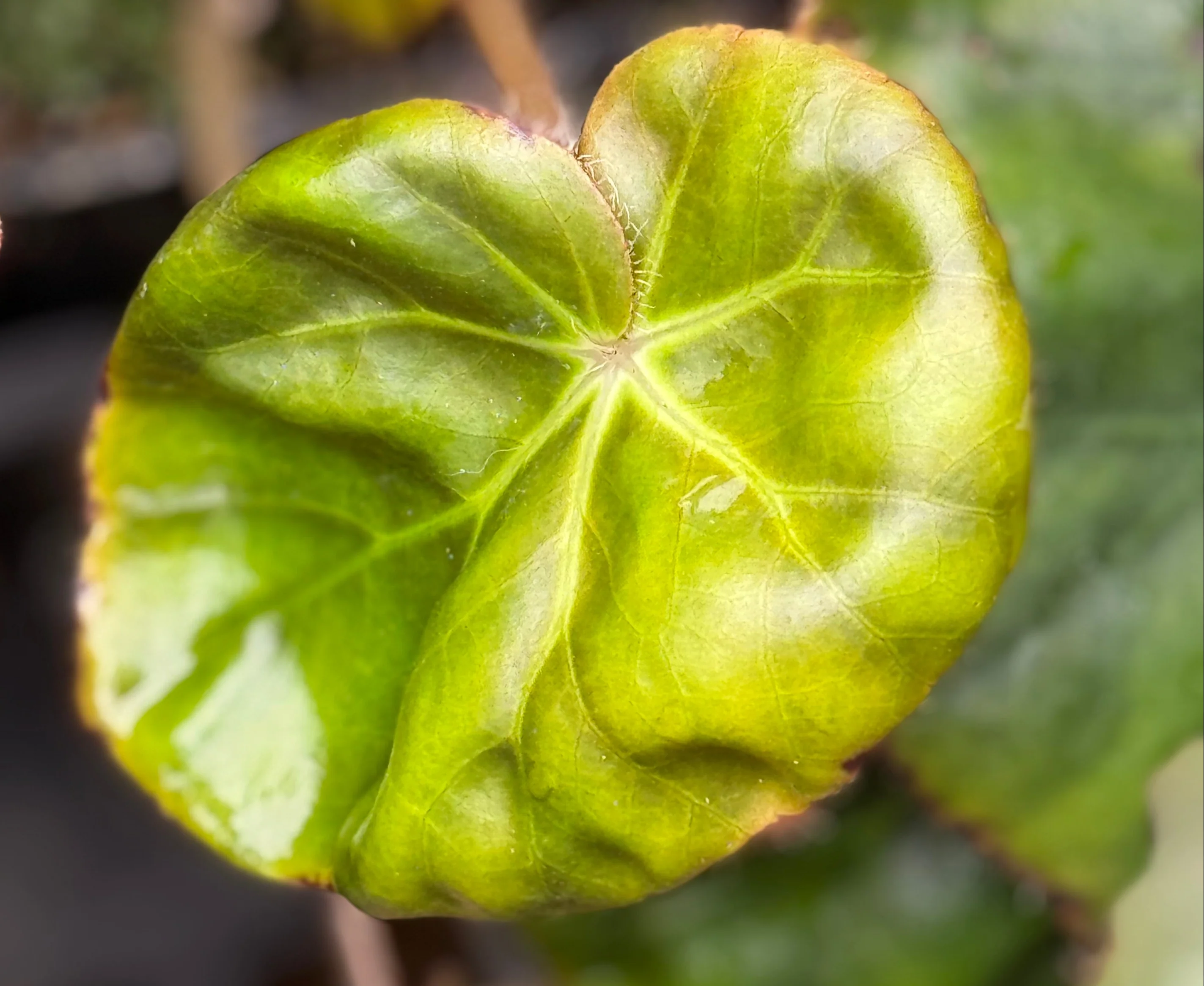 Begonia erythrophylla - Image 3
