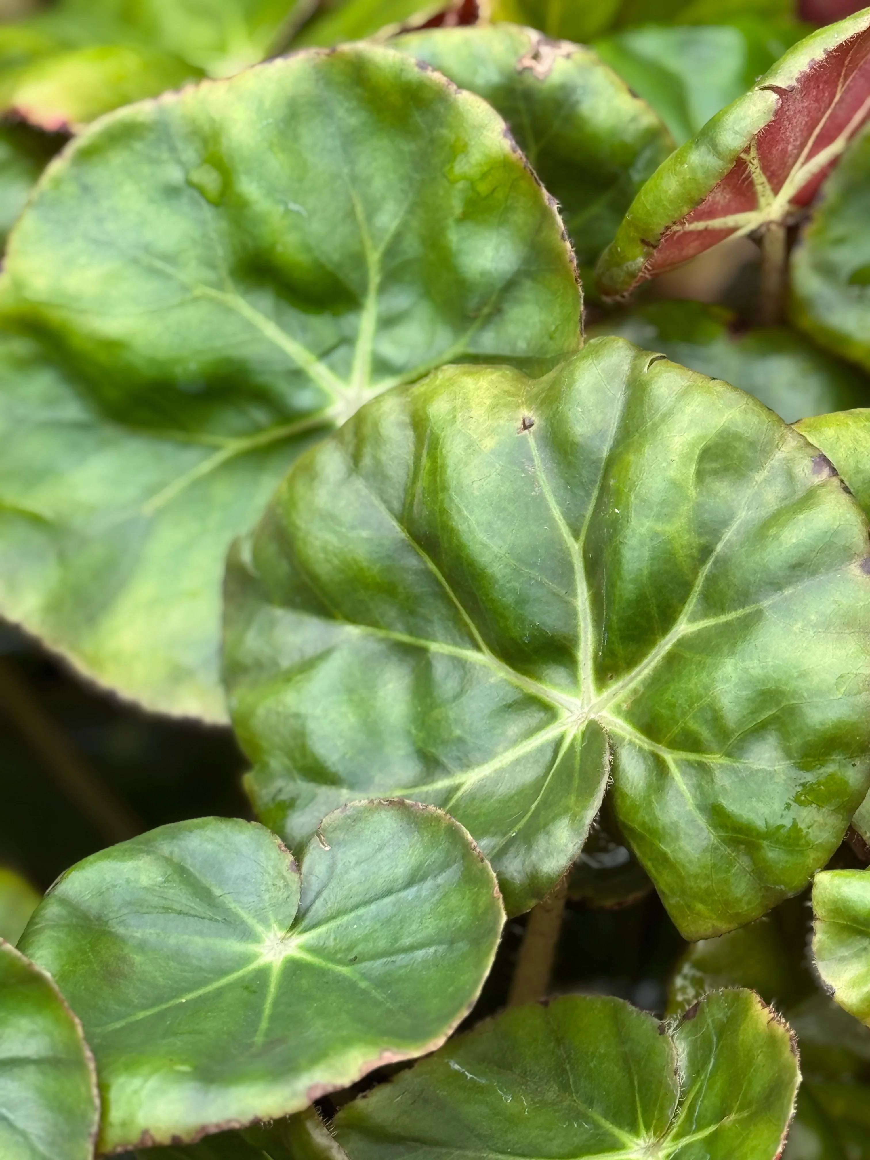 Begonia erythrophylla - Image 4