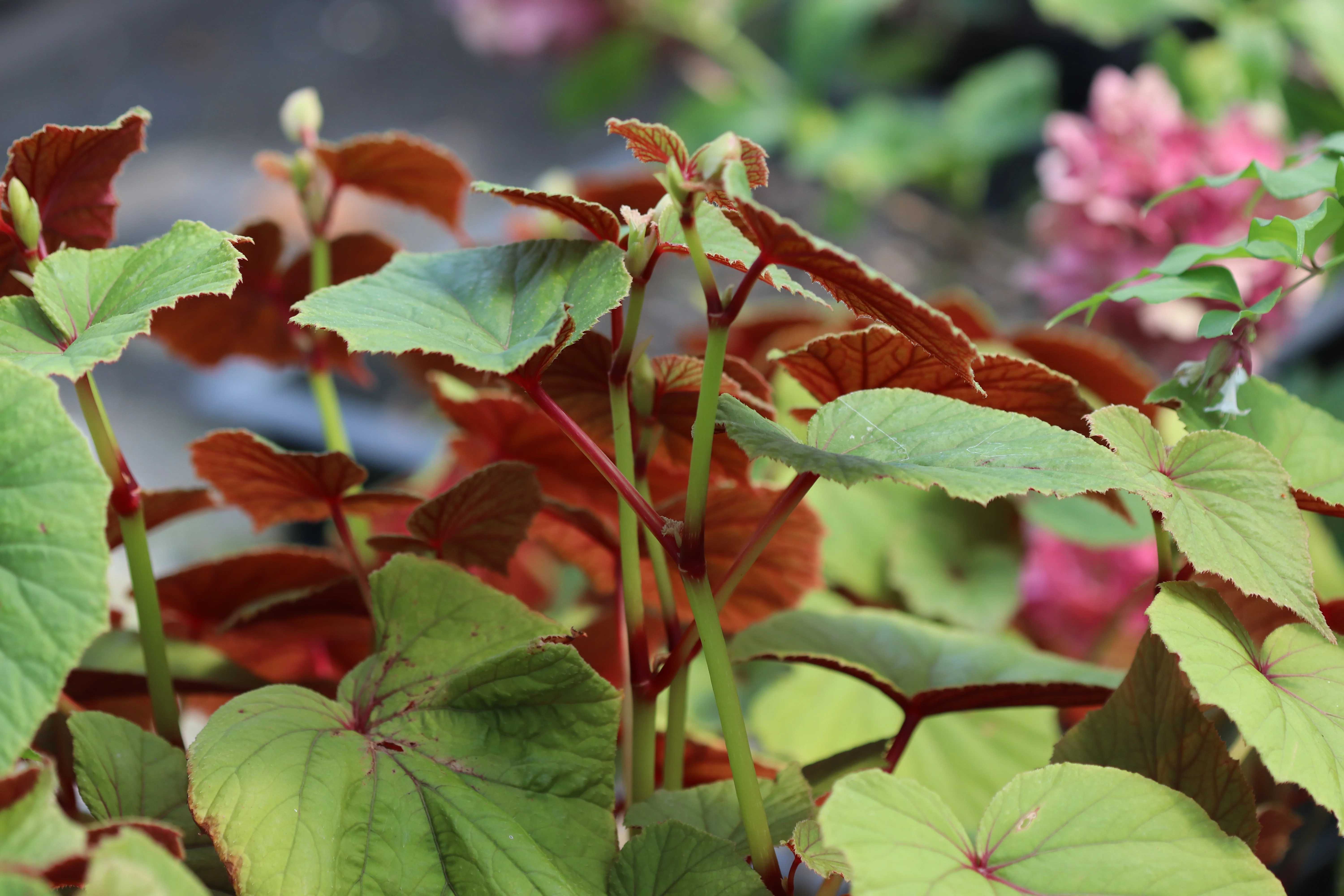 *RETAIL - Begonia grandis ssp. grandis - dark red - Image 2