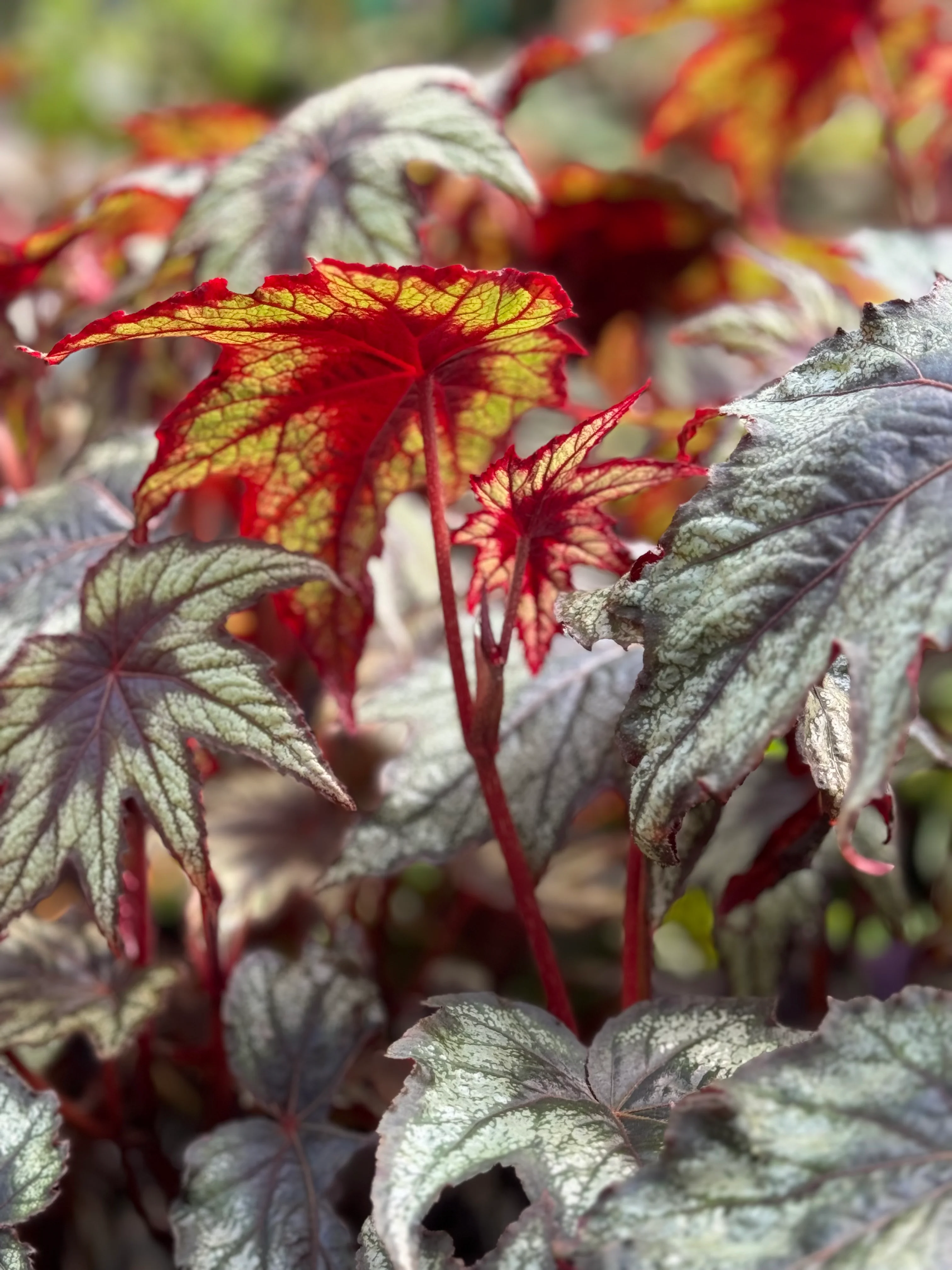 *RETAIL - Begonia 'Little Brother Montgomery' - Image 3