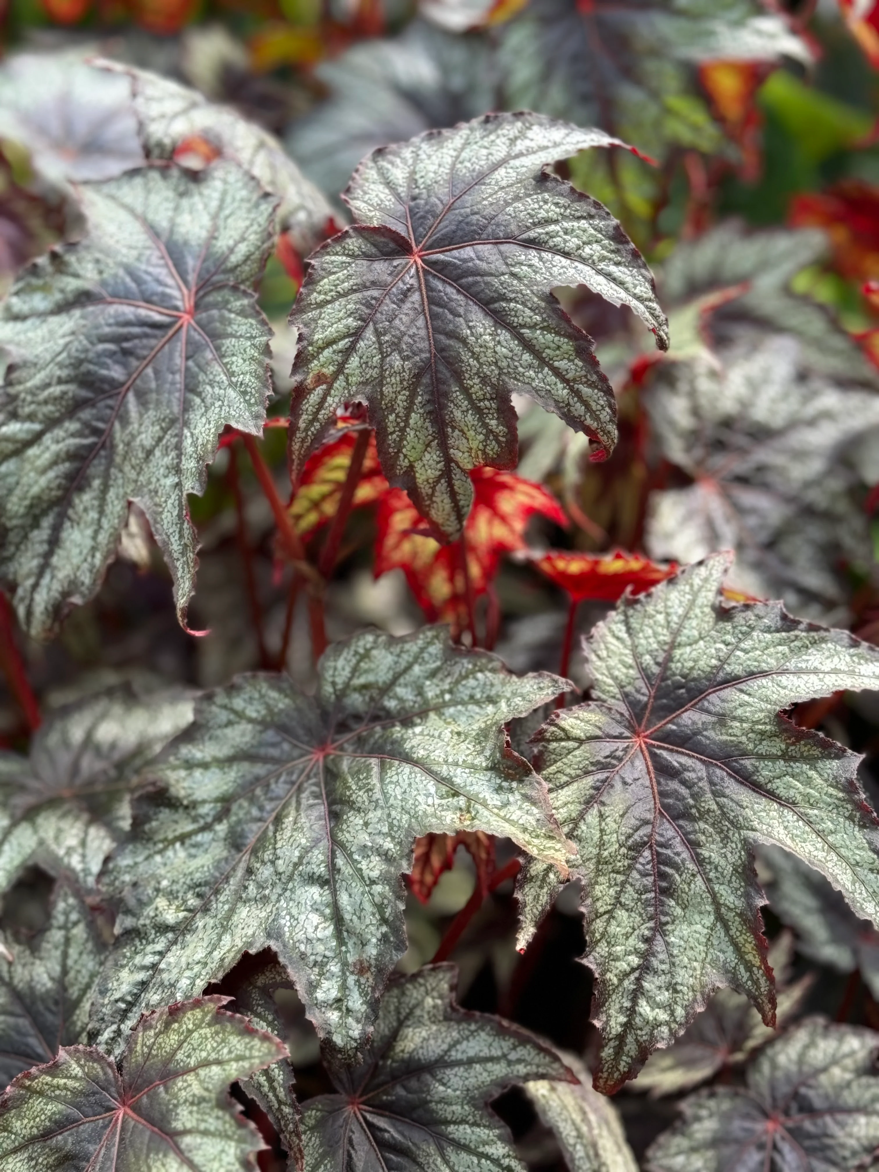 *RETAIL - Begonia 'Little Brother Montgomery' - Image 4