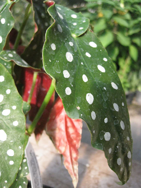 *RETAIL - Begonia maculata 'Cadbury' - Image 2