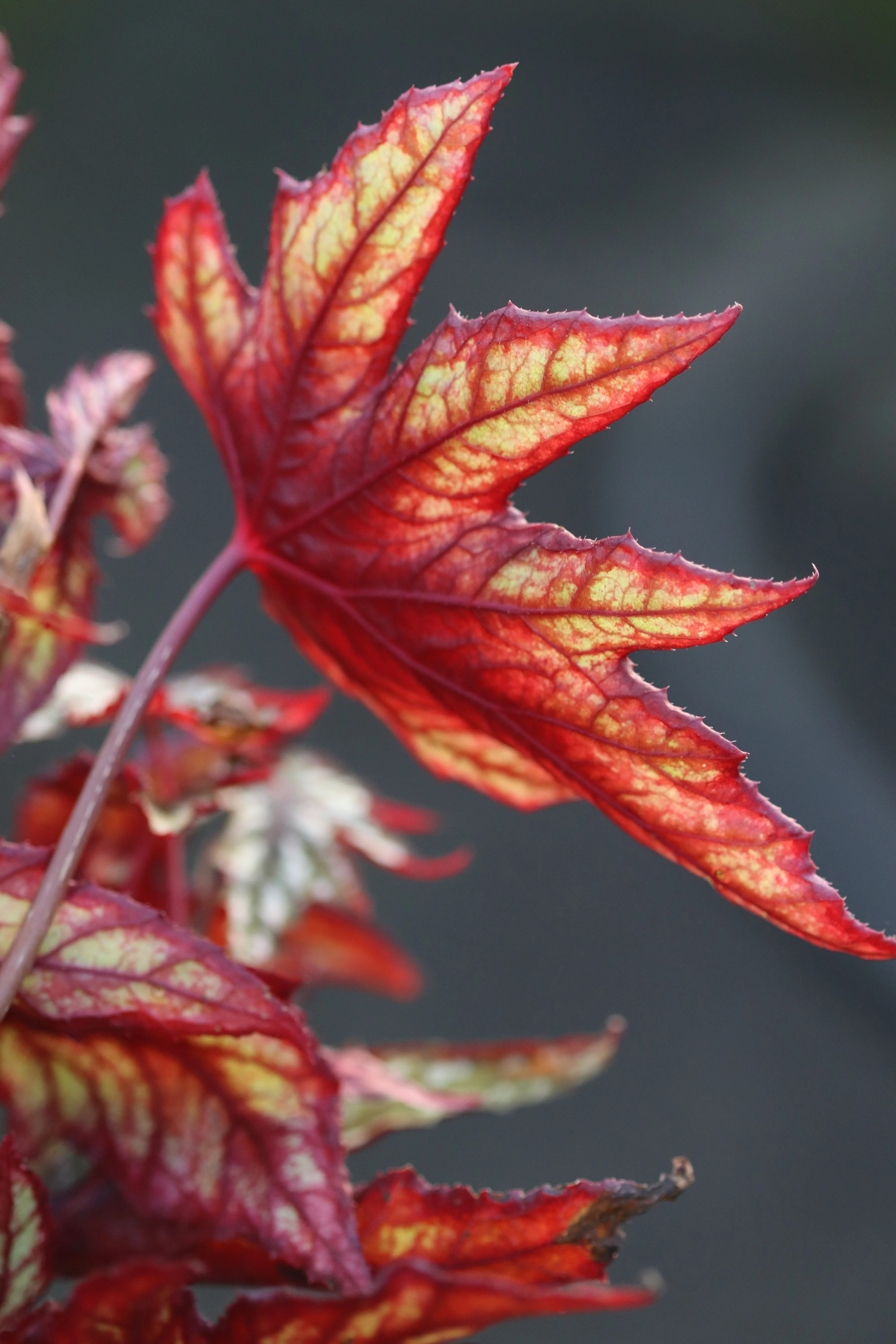 *RETAIL - Begonia 'Mr. O'Flaherty' - Image 2