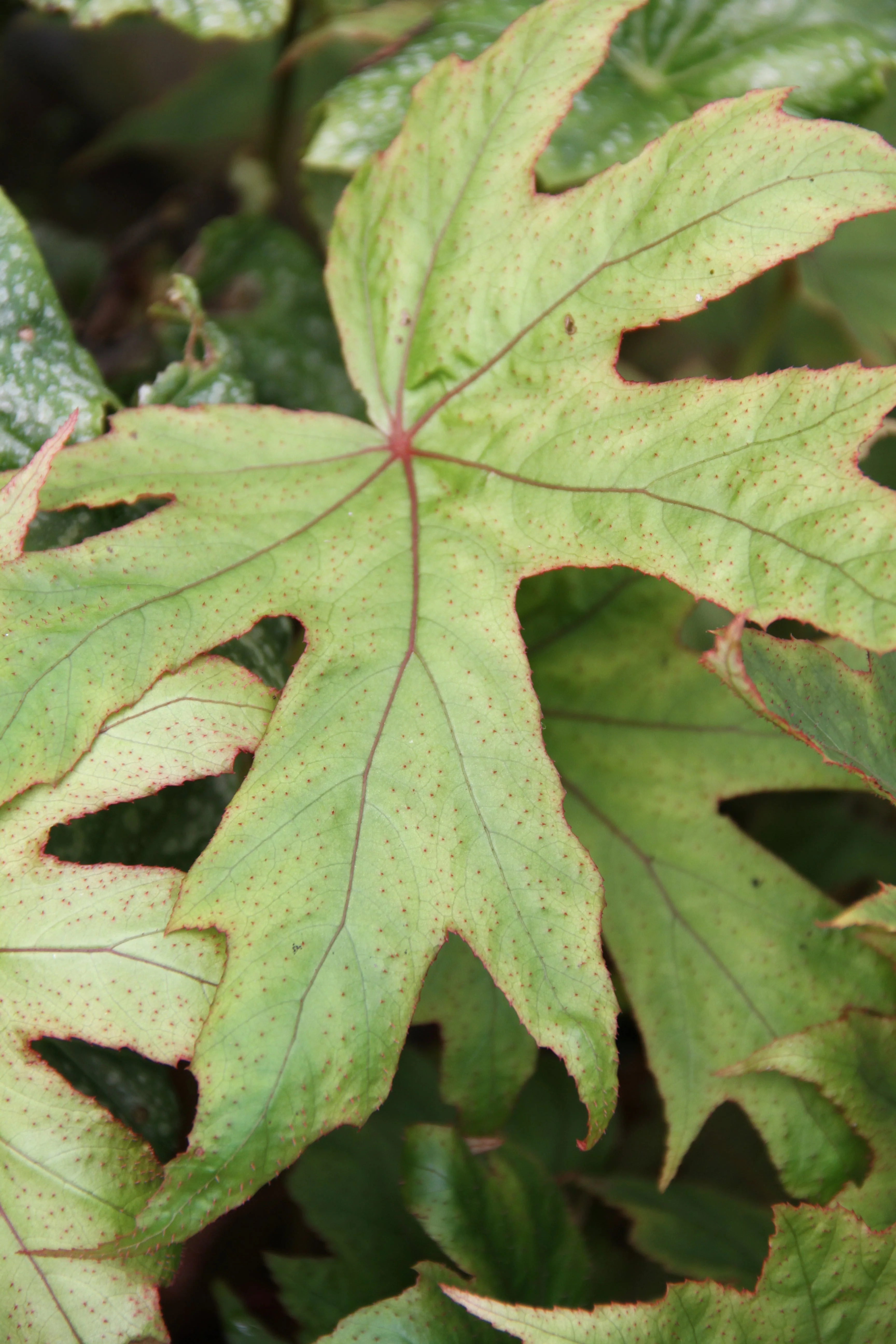 *RETAIL - Begonia pedatifida - Image 2