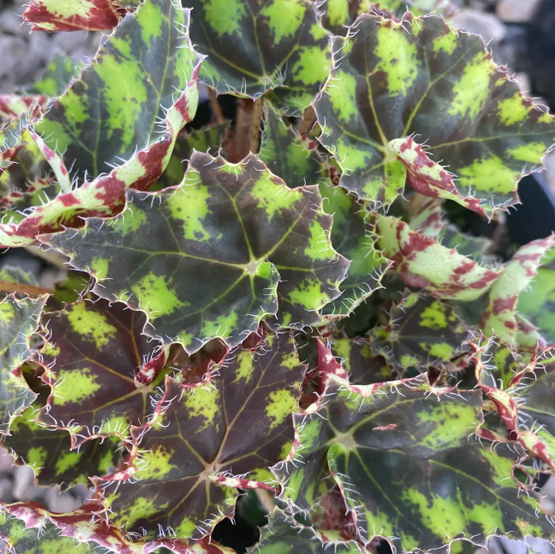 *RETAIL - Begonia 'Tiger Paws' - Image 2