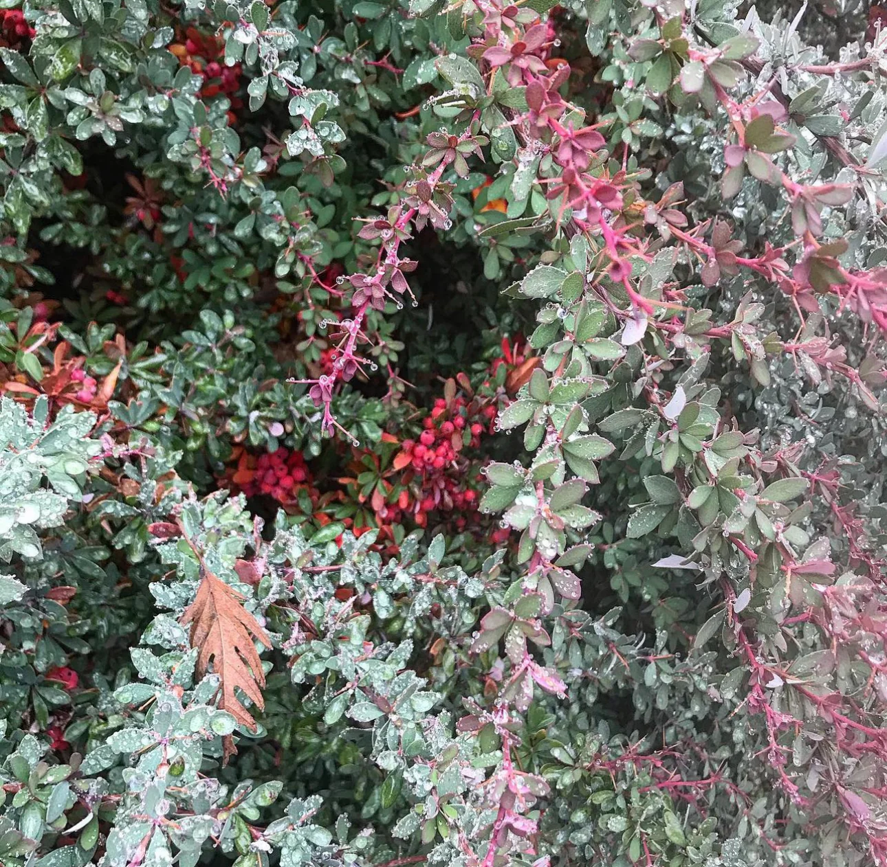 *RETAIL - Berberis wilsoniae - dwarf - Image 2