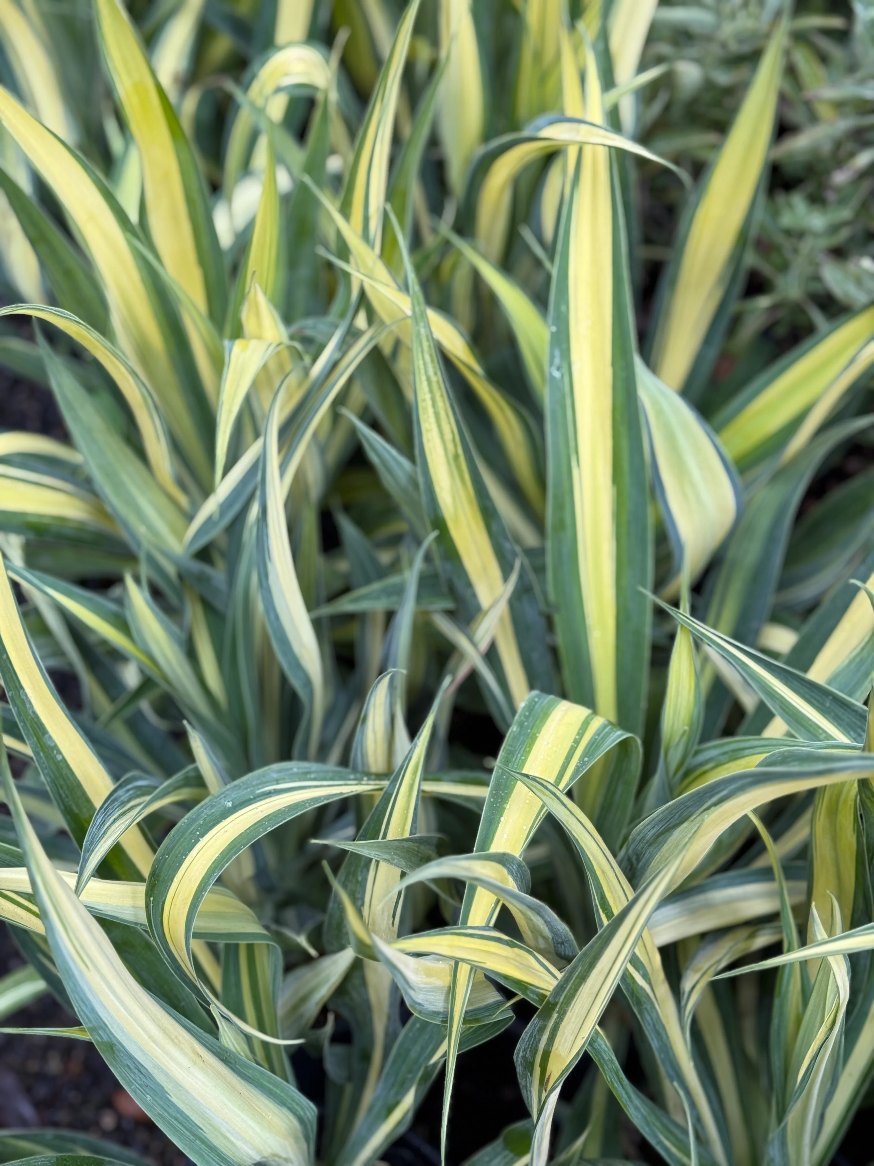 *RETAIL - Beschorneria yuccoides 'Flamingo Glow' - Image 2