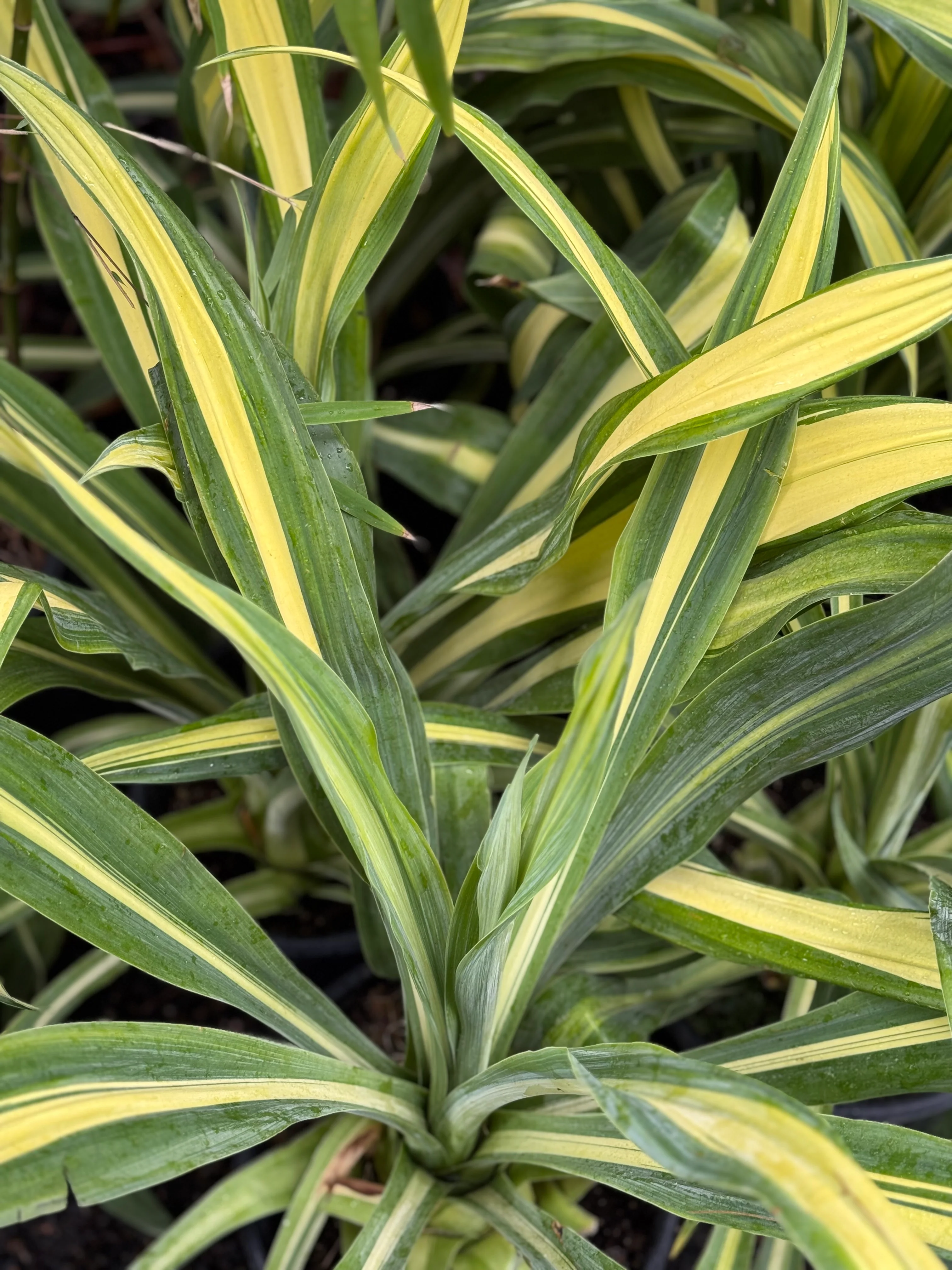 *RETAIL - Beschorneria yuccoides 'Flamingo Glow' - Image 3