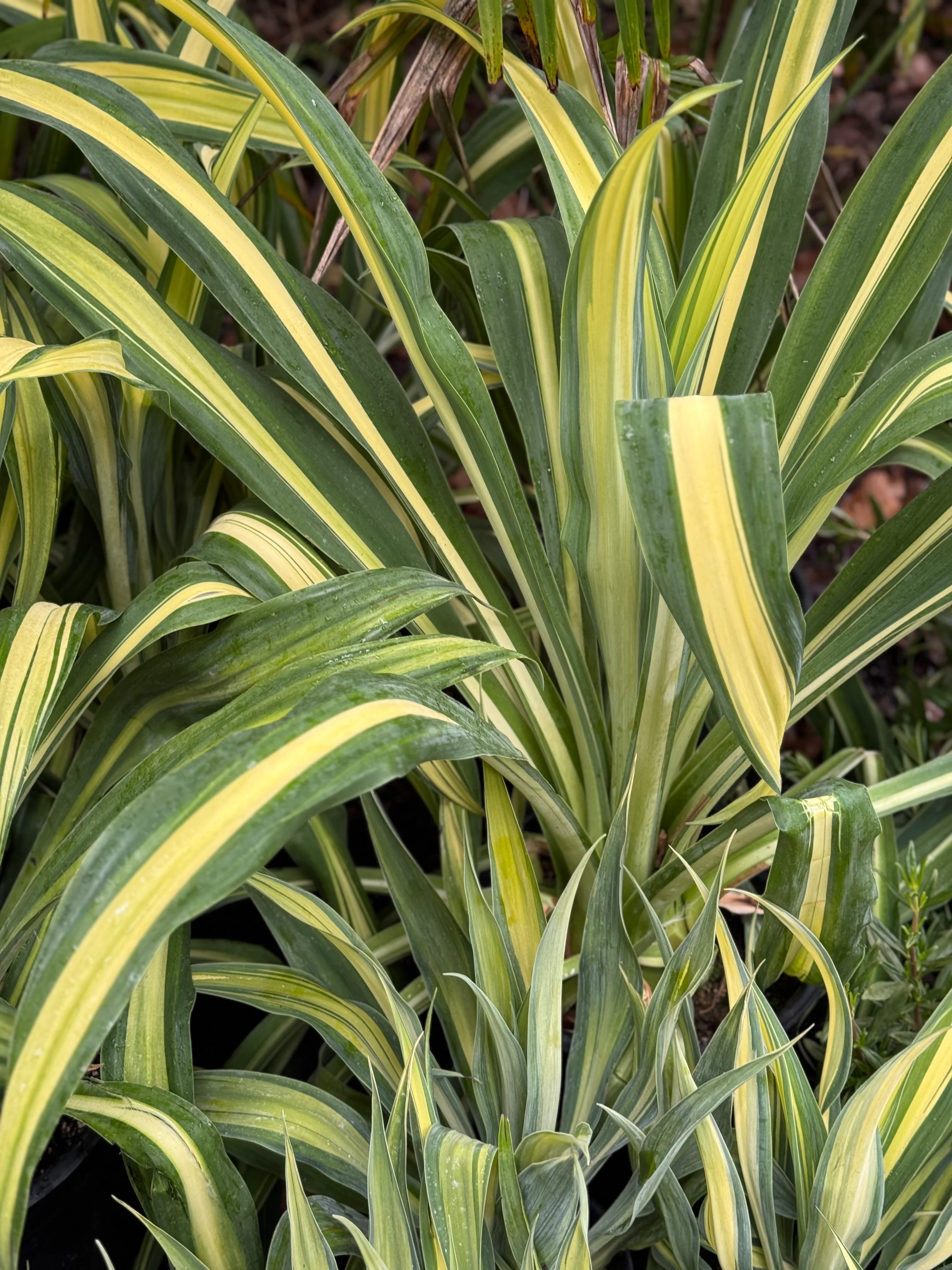 *RETAIL - Beschorneria yuccoides 'Flamingo Glow' - Image 5