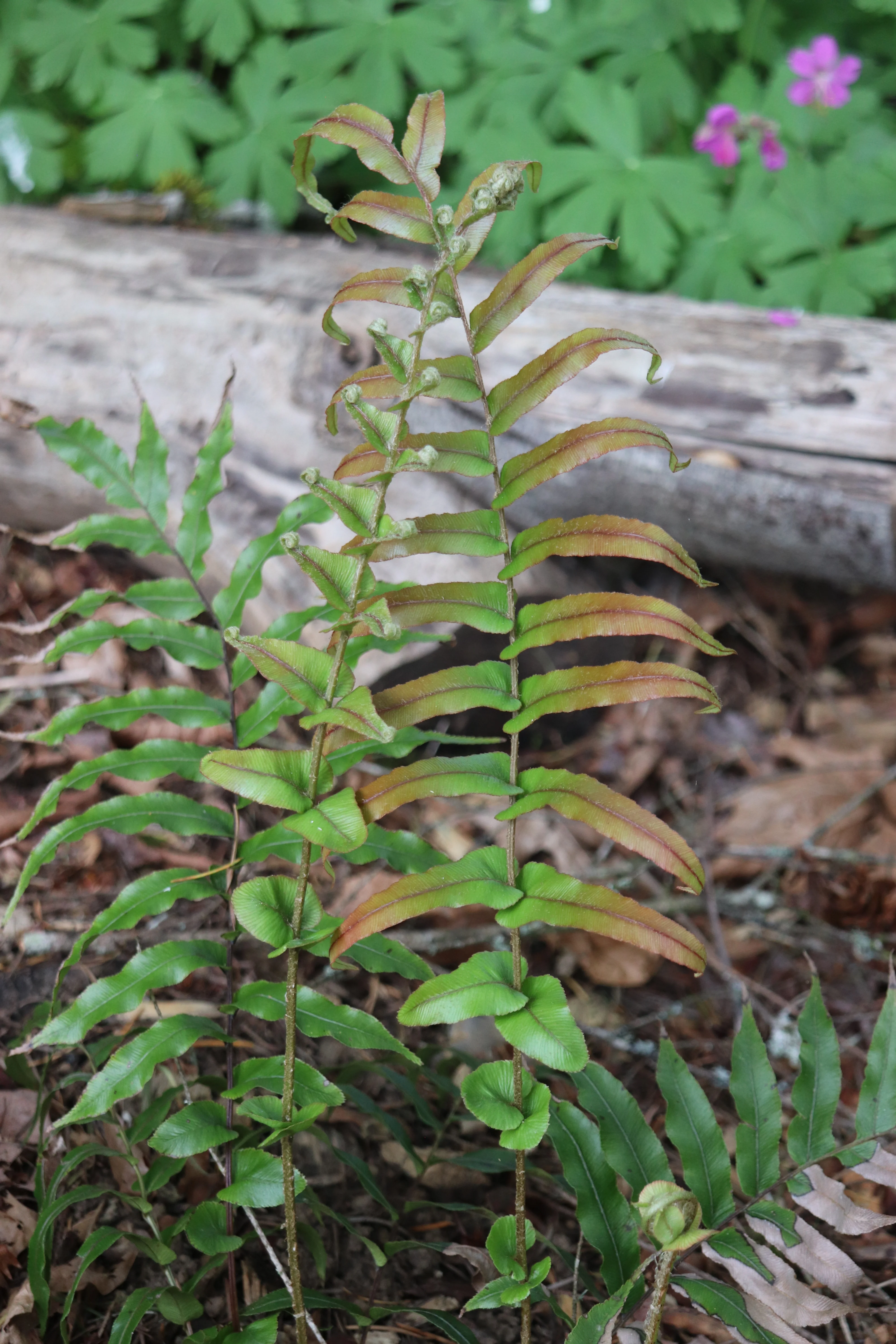 *RETAIL - Blechnum novae-zelandiae
