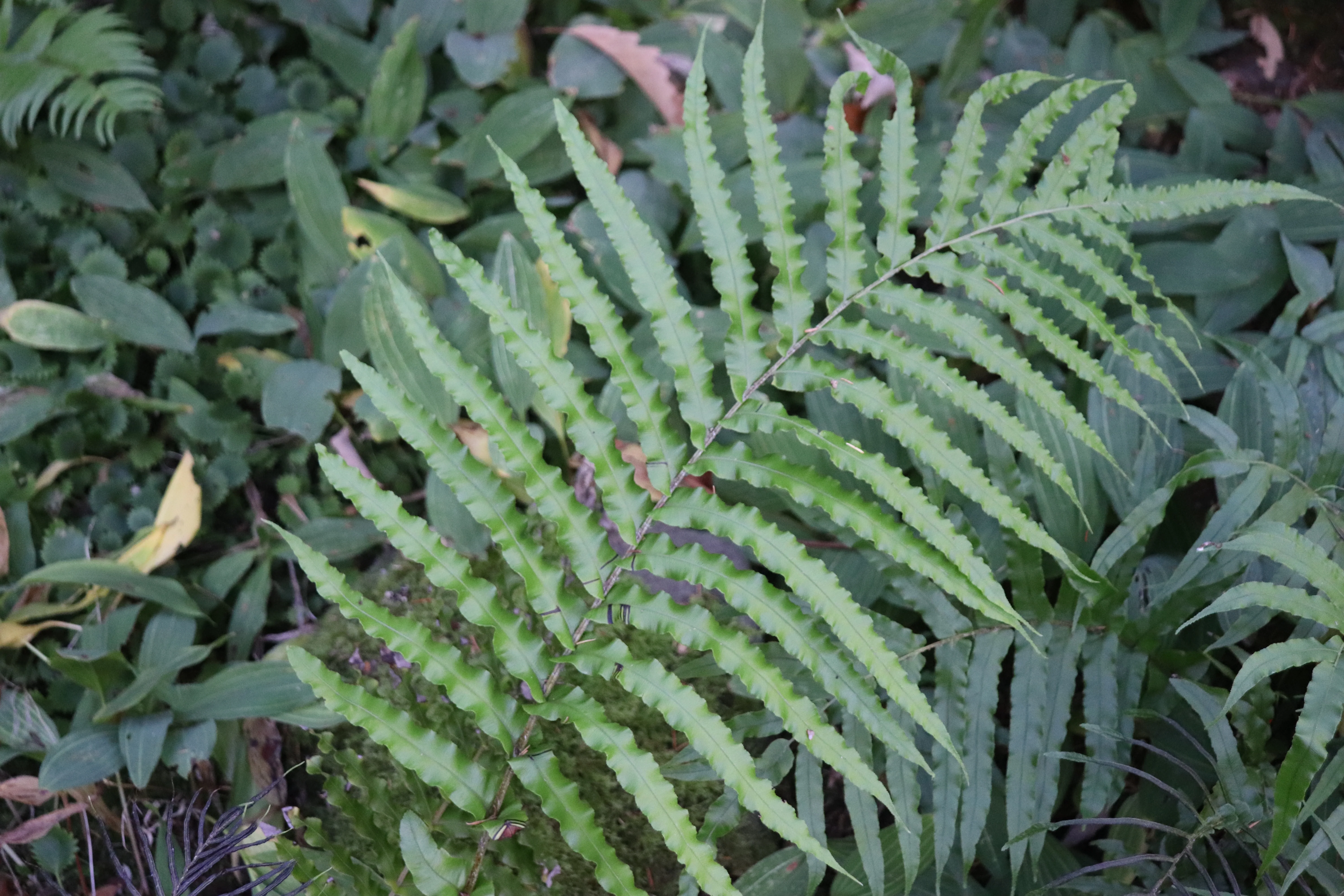 *RETAIL - Blechnum novae-zelandiae - Image 2