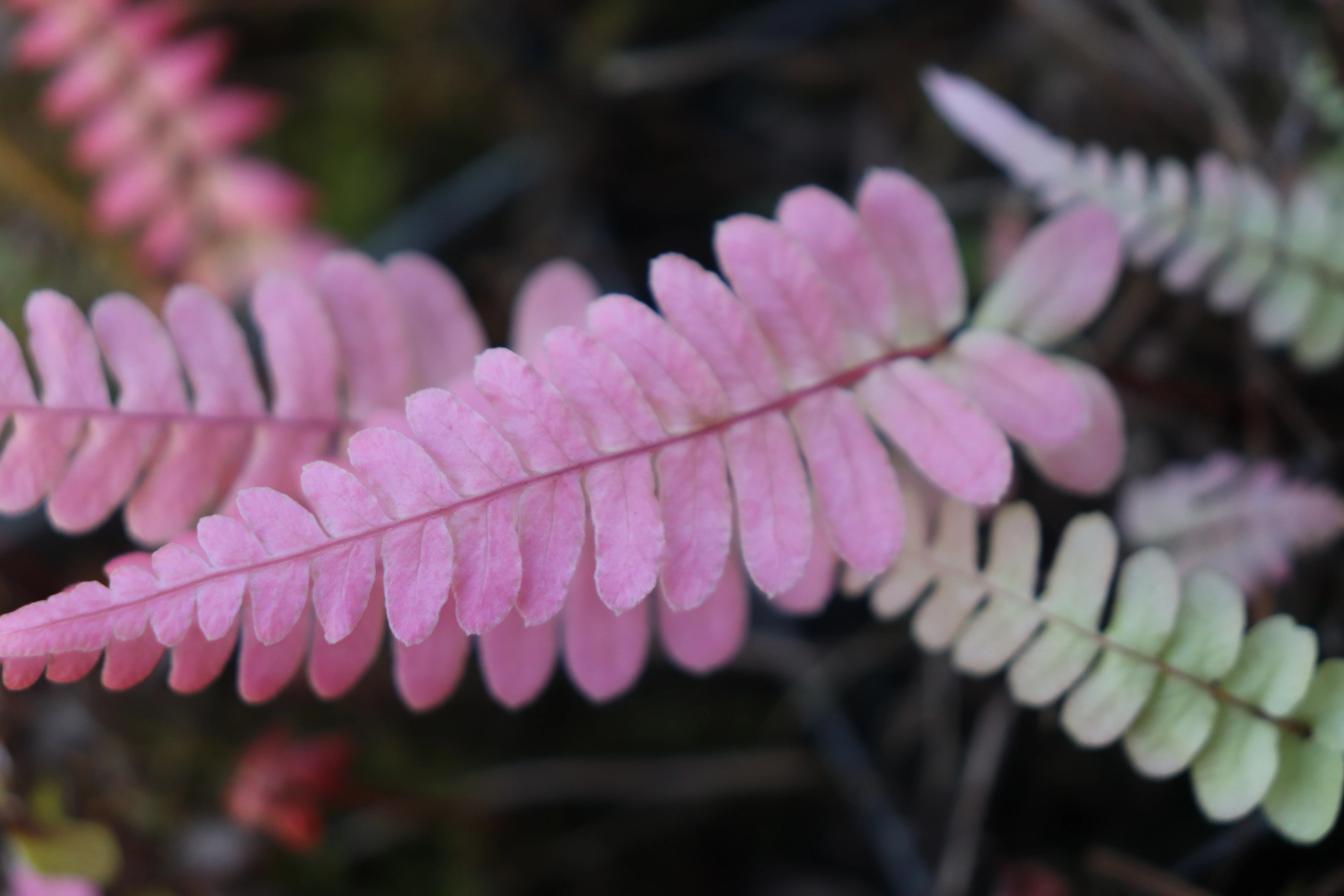*RETAIL - Blechnum occidentale - Image 2