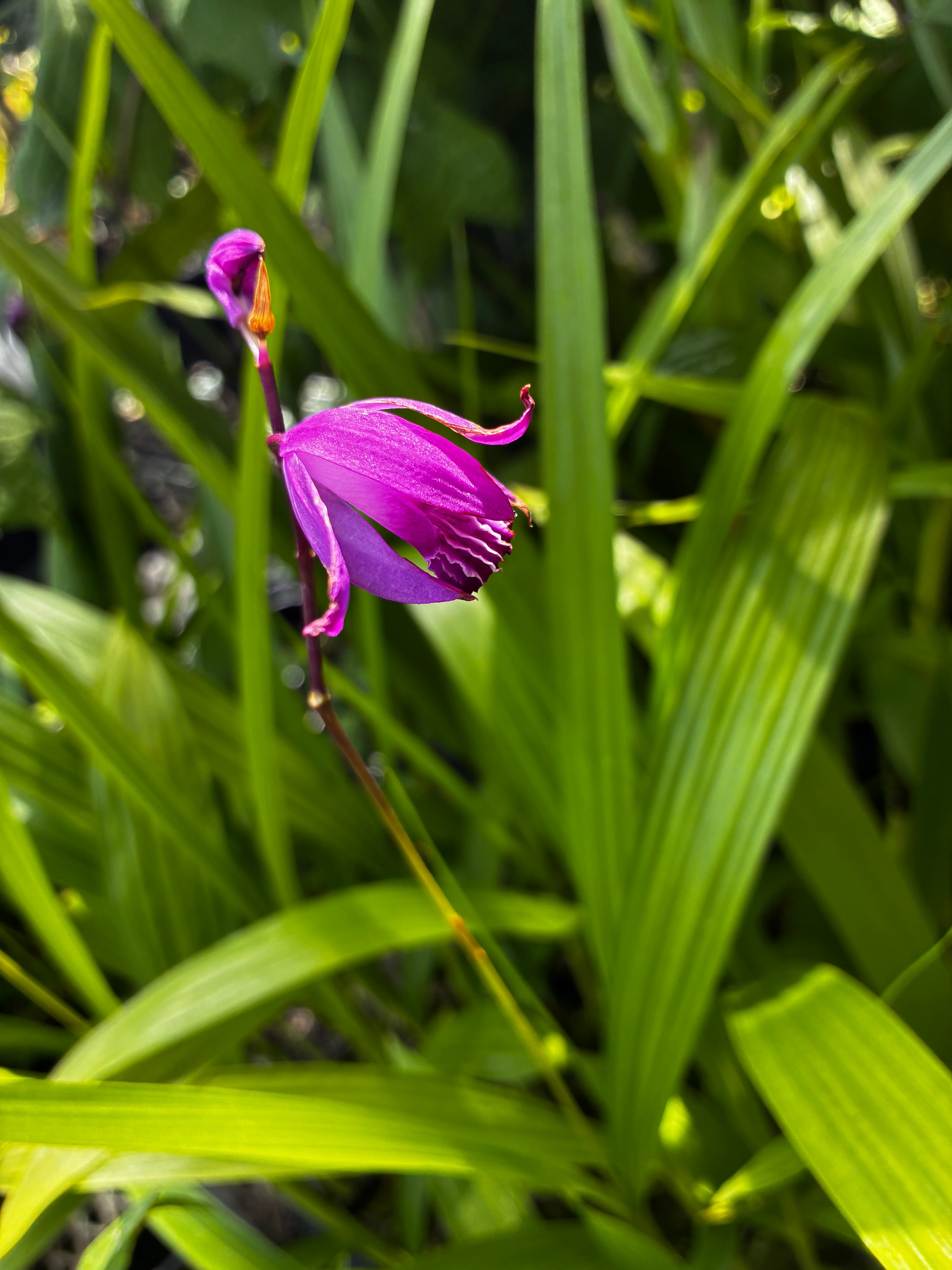 *RETAIL - Bletilla striata 'Big Bob'