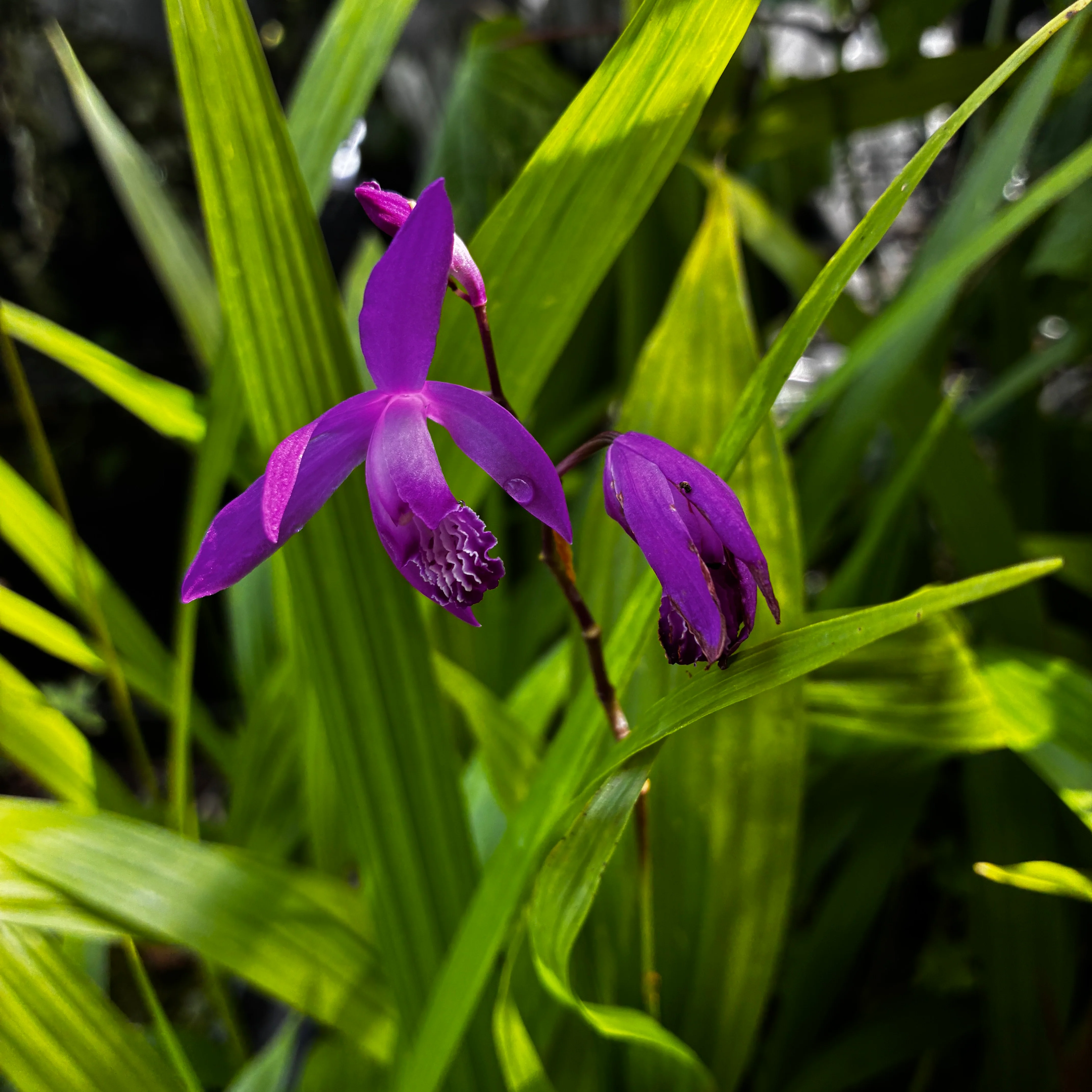 *RETAIL - Bletilla striata 'Big Bob' - Image 2