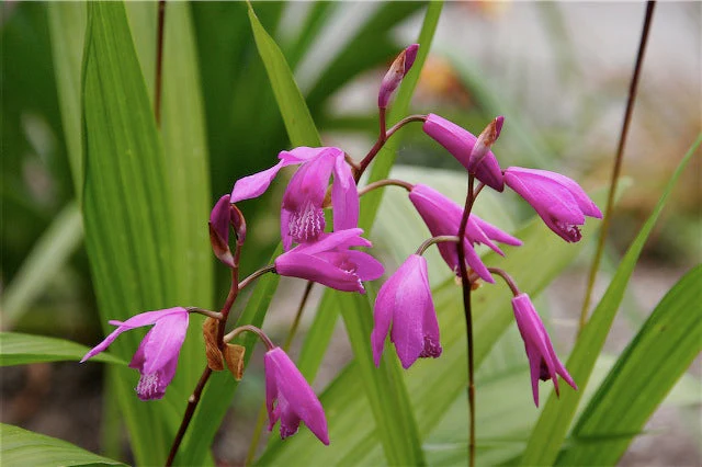 *RETAIL - Bletilla striata [solid rose/purple] - Image 2