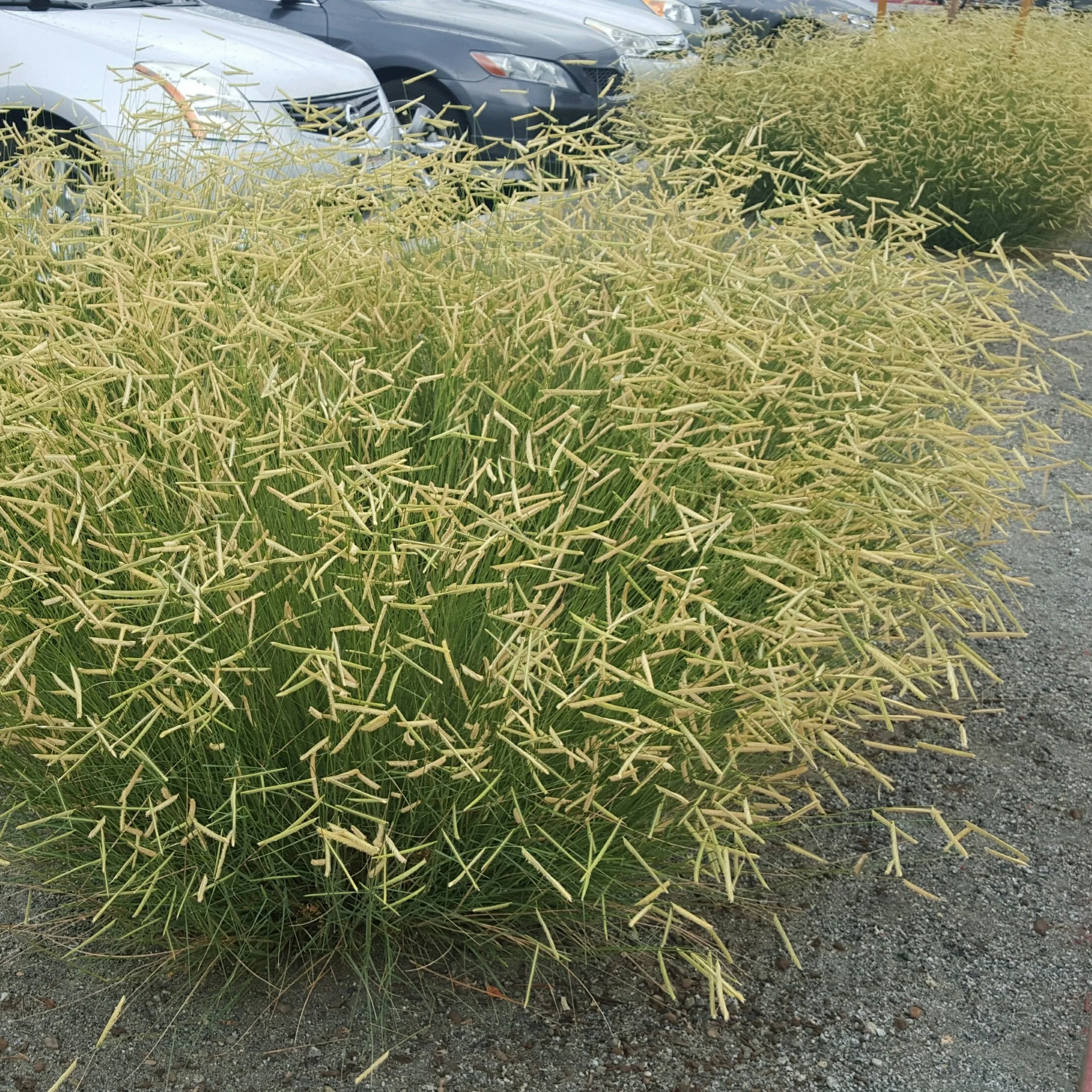 *RETAIL - Bouteloua gracilis 'Blonde Ambition' - Image 2