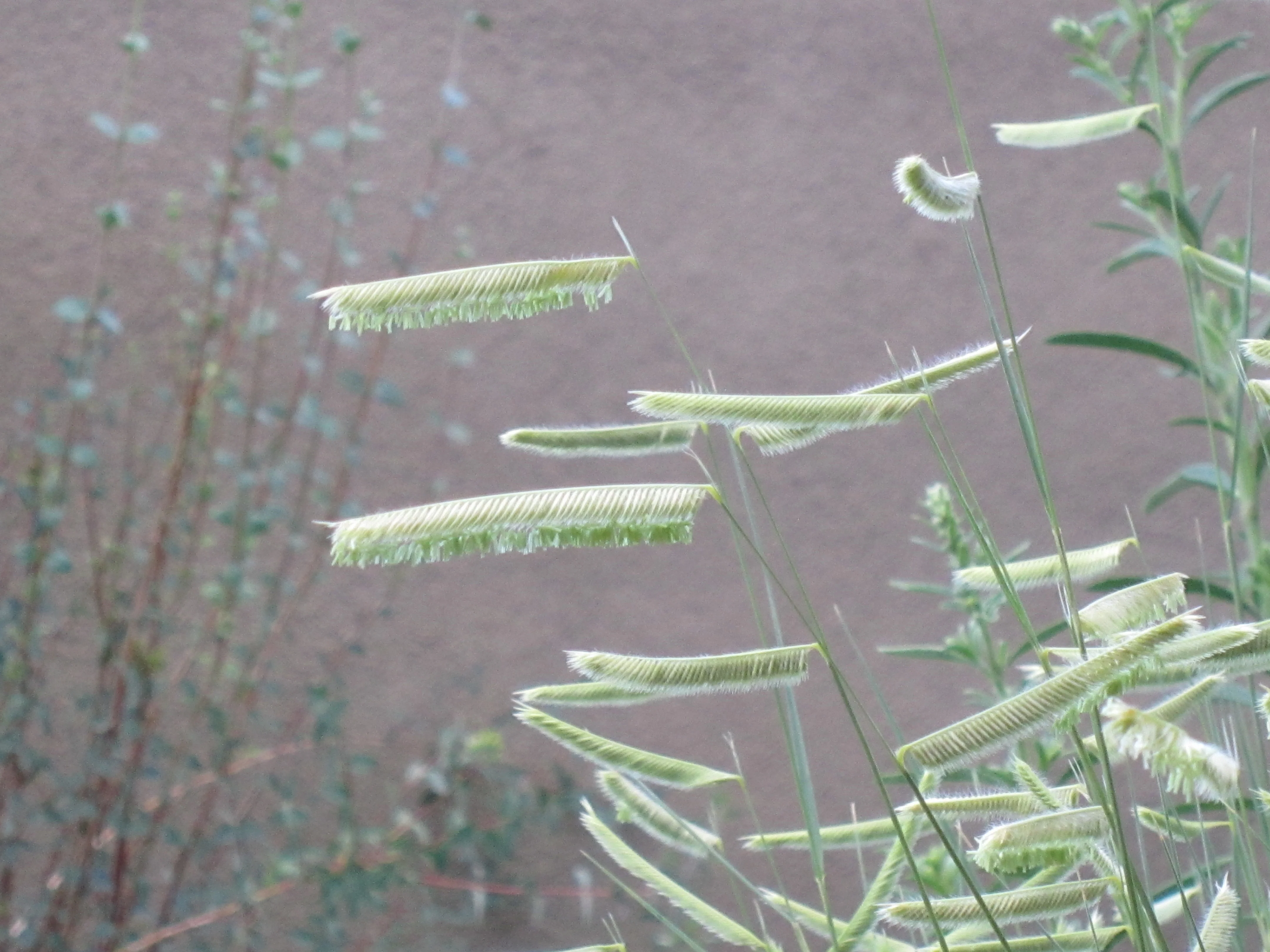 *RETAIL - Bouteloua gracilis 'Blonde Ambition' - Image 3