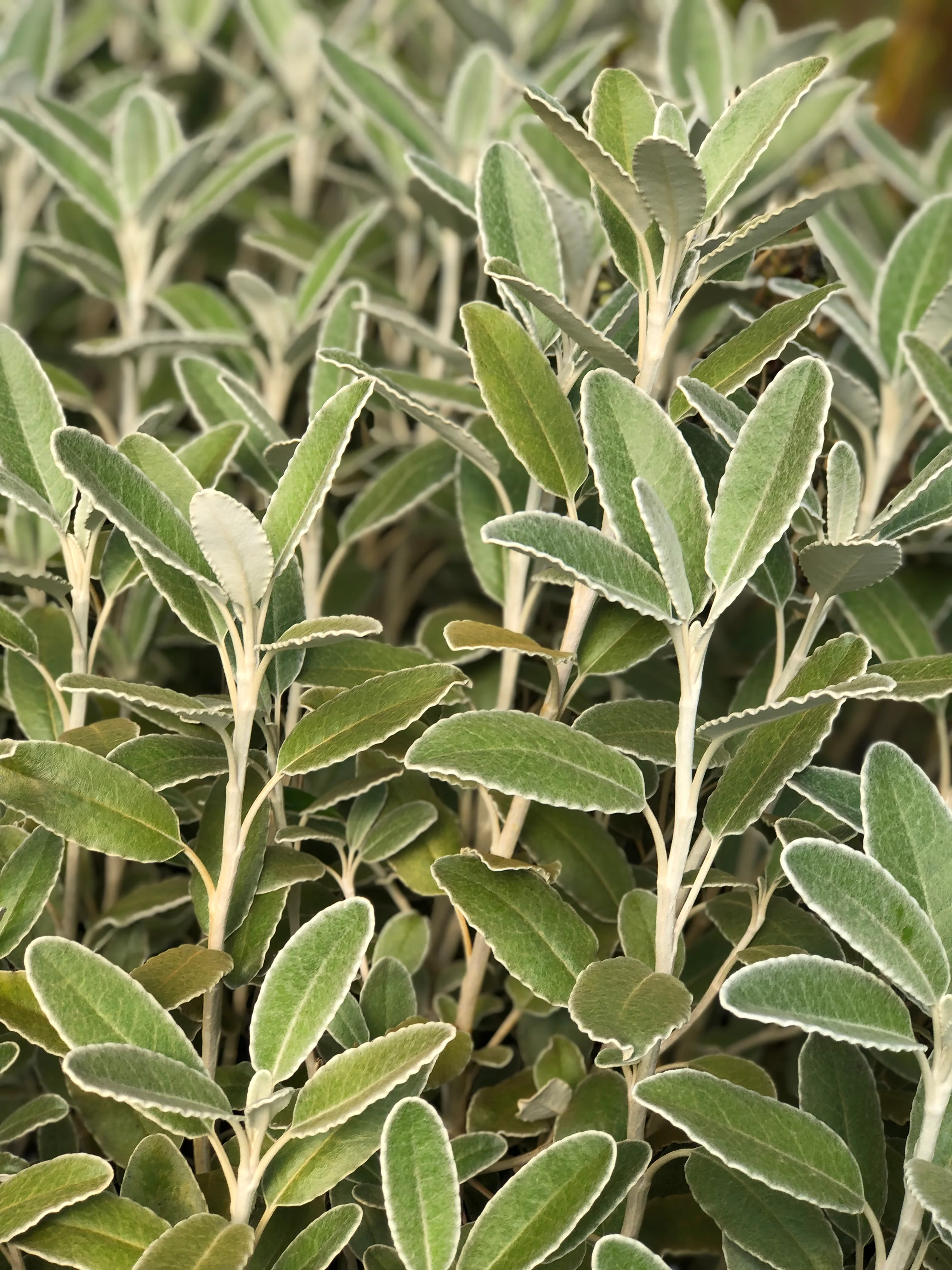 *RETAIL - Brachyglottis greyi x monroi - Image 2