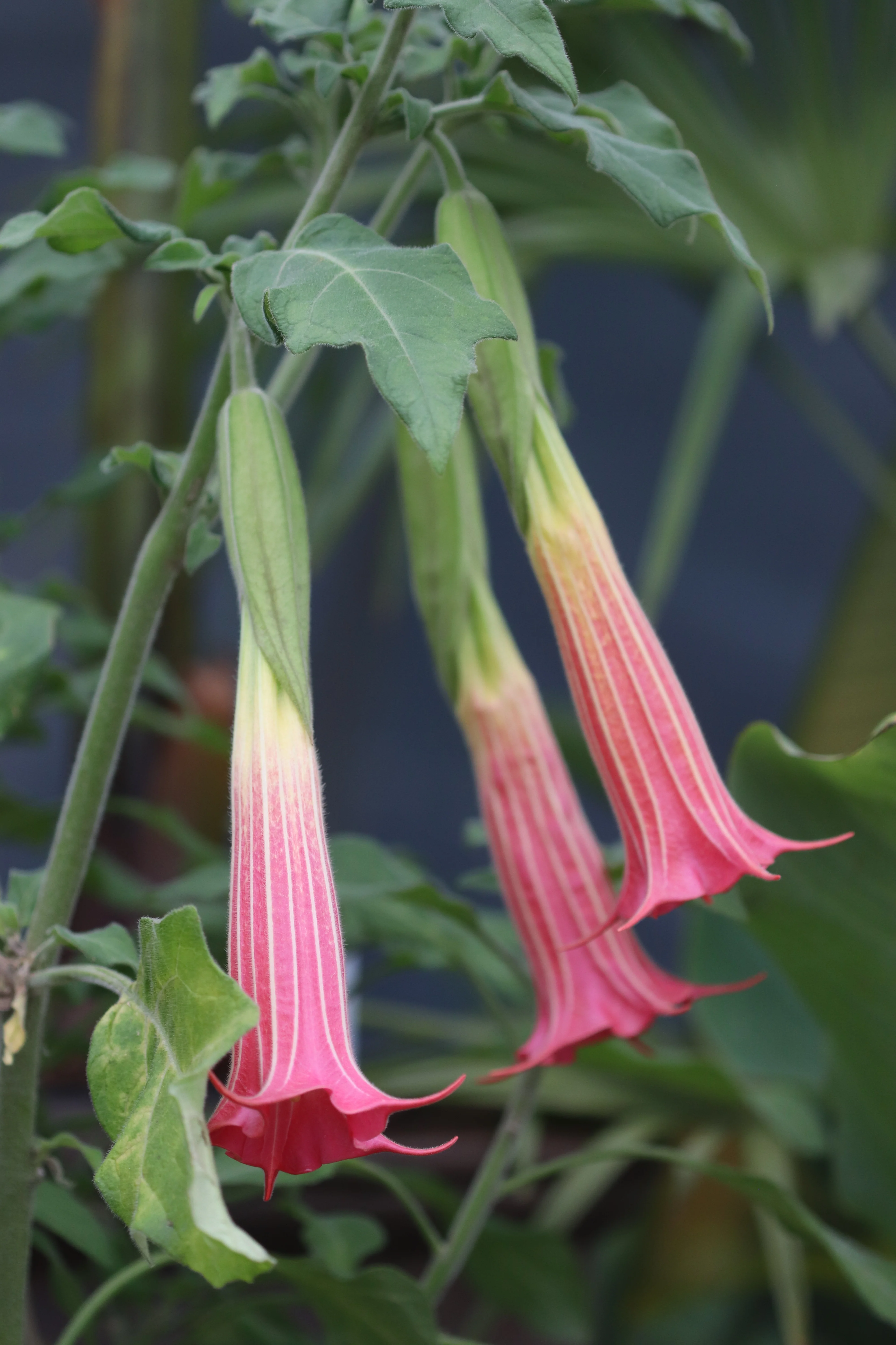 *RETAIL - Brugmansia sanguinea 'Inca Princess' - Image 2