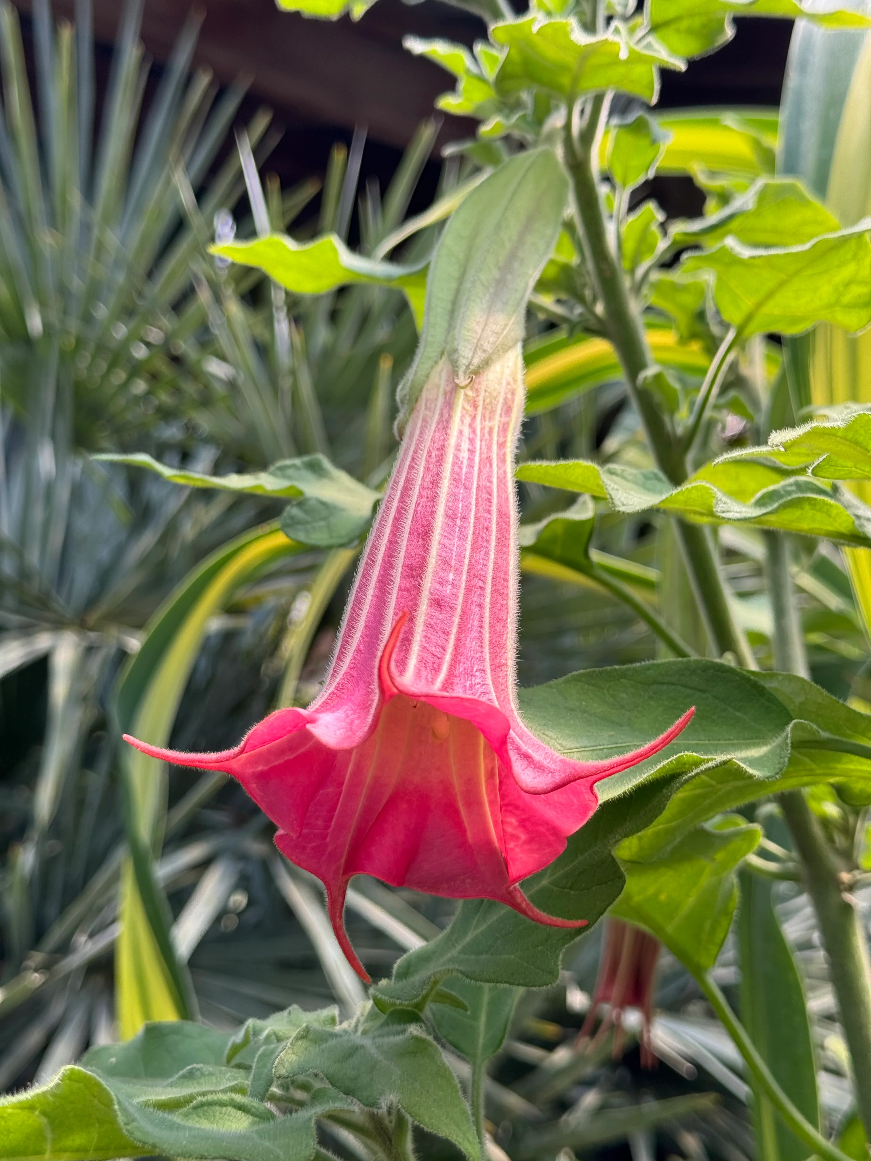 *RETAIL - Brugmansia sanguinea 'Inca Princess' - Image 3