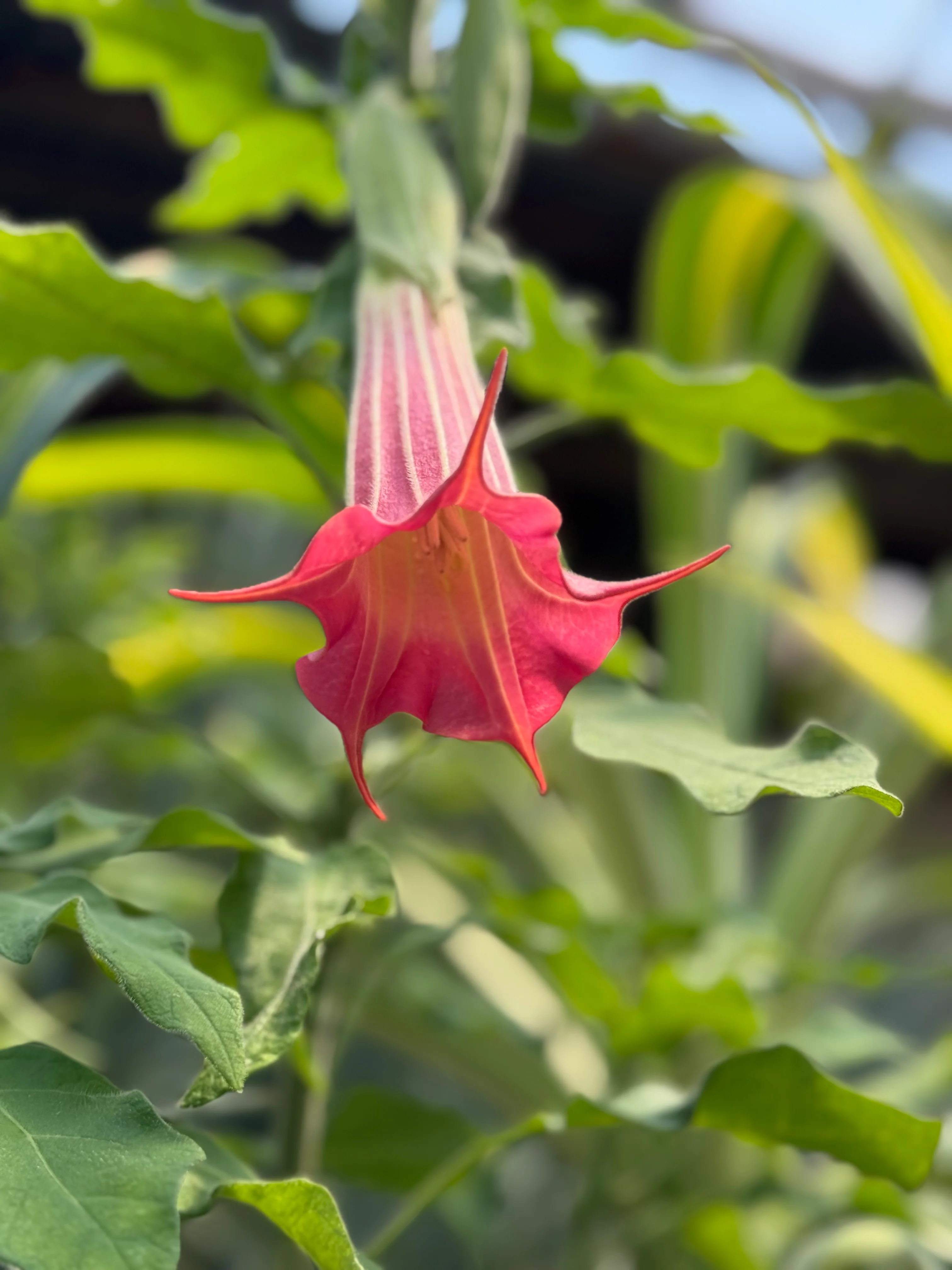 *RETAIL - Brugmansia sanguinea 'Inca Princess' - Image 5