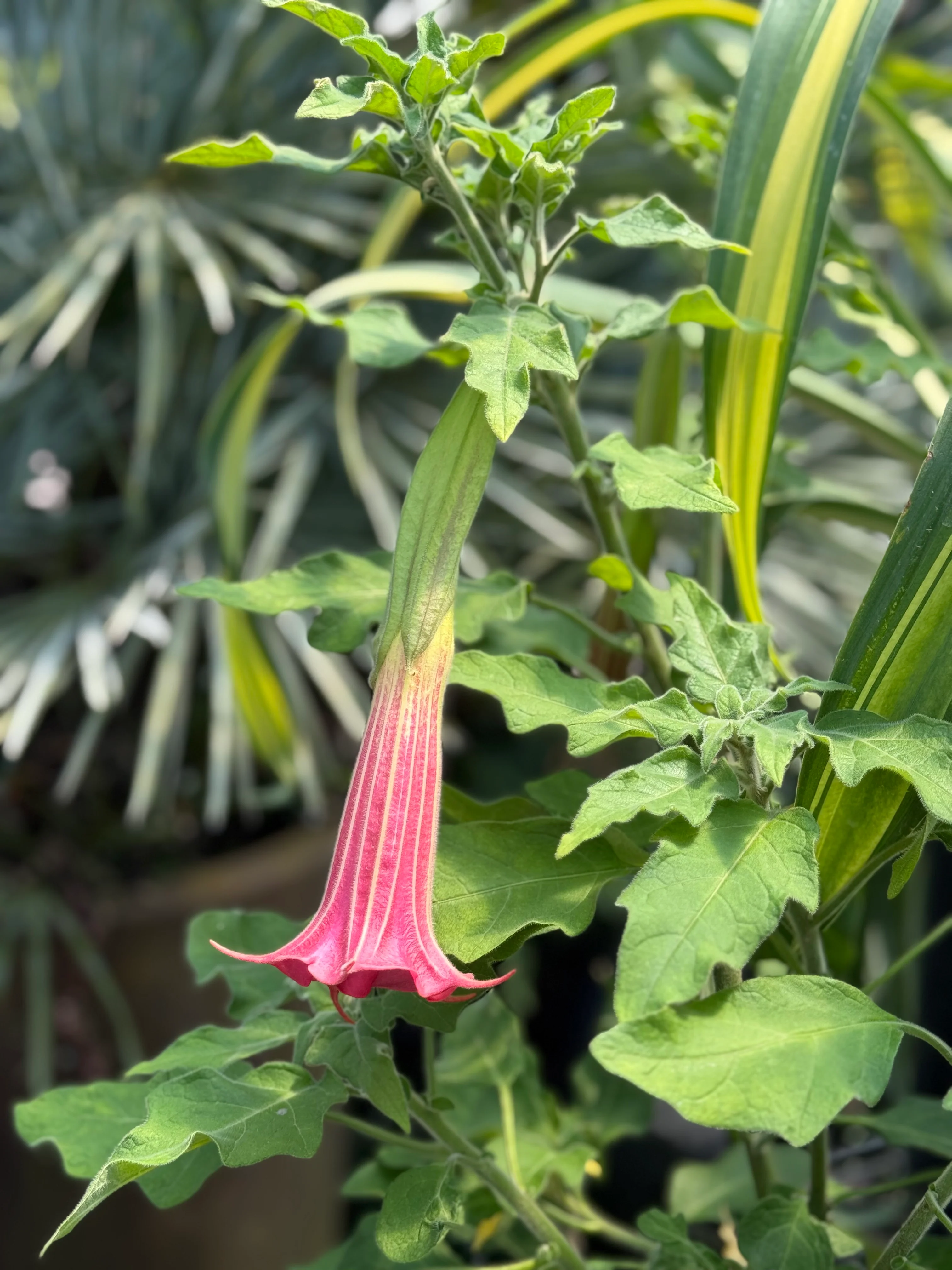 *RETAIL - Brugmansia sanguinea 'Inca Princess' - Image 6