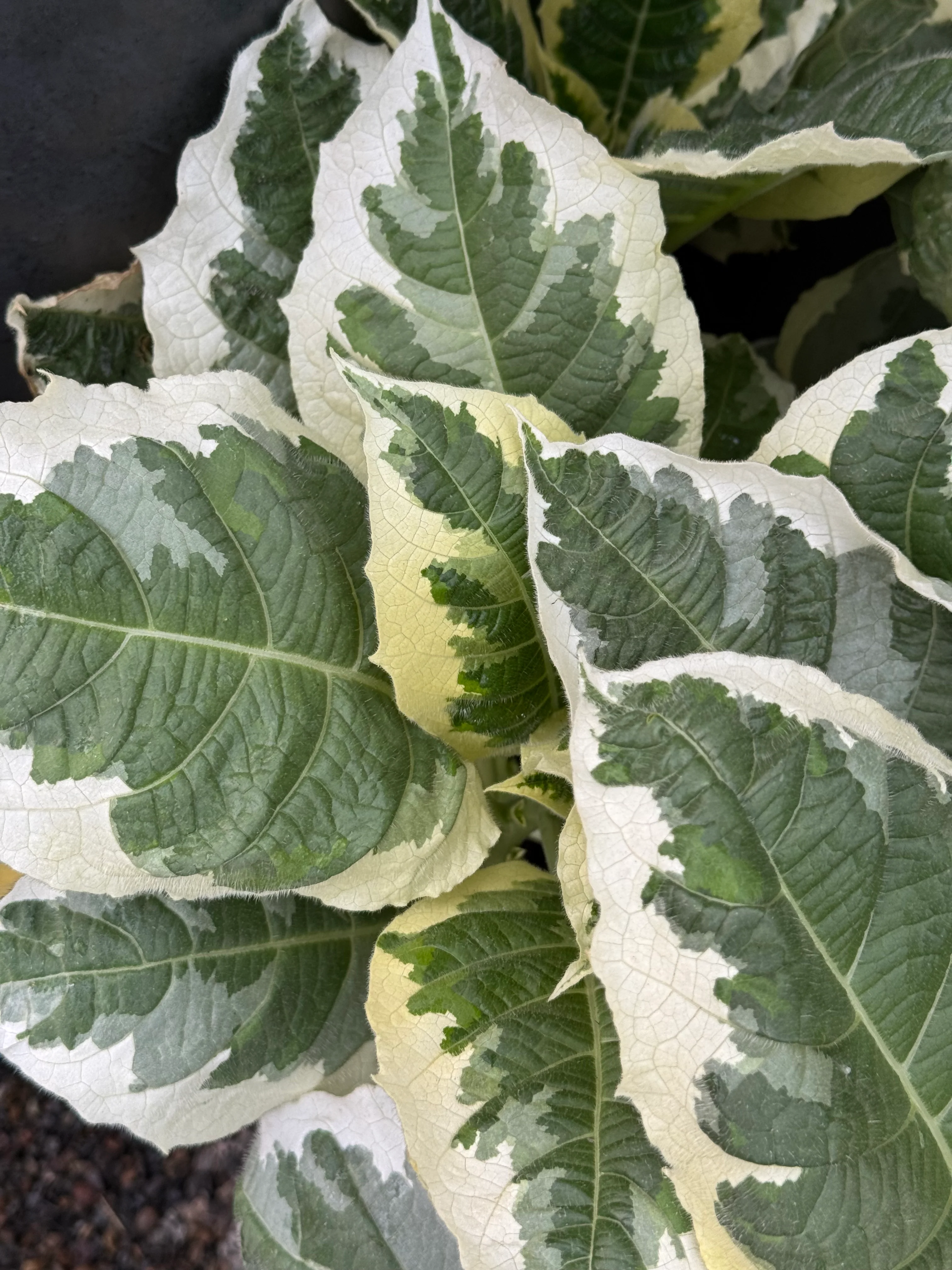 *RETAIL - Brugmansia 'Snowbank' PPAF - Image 2