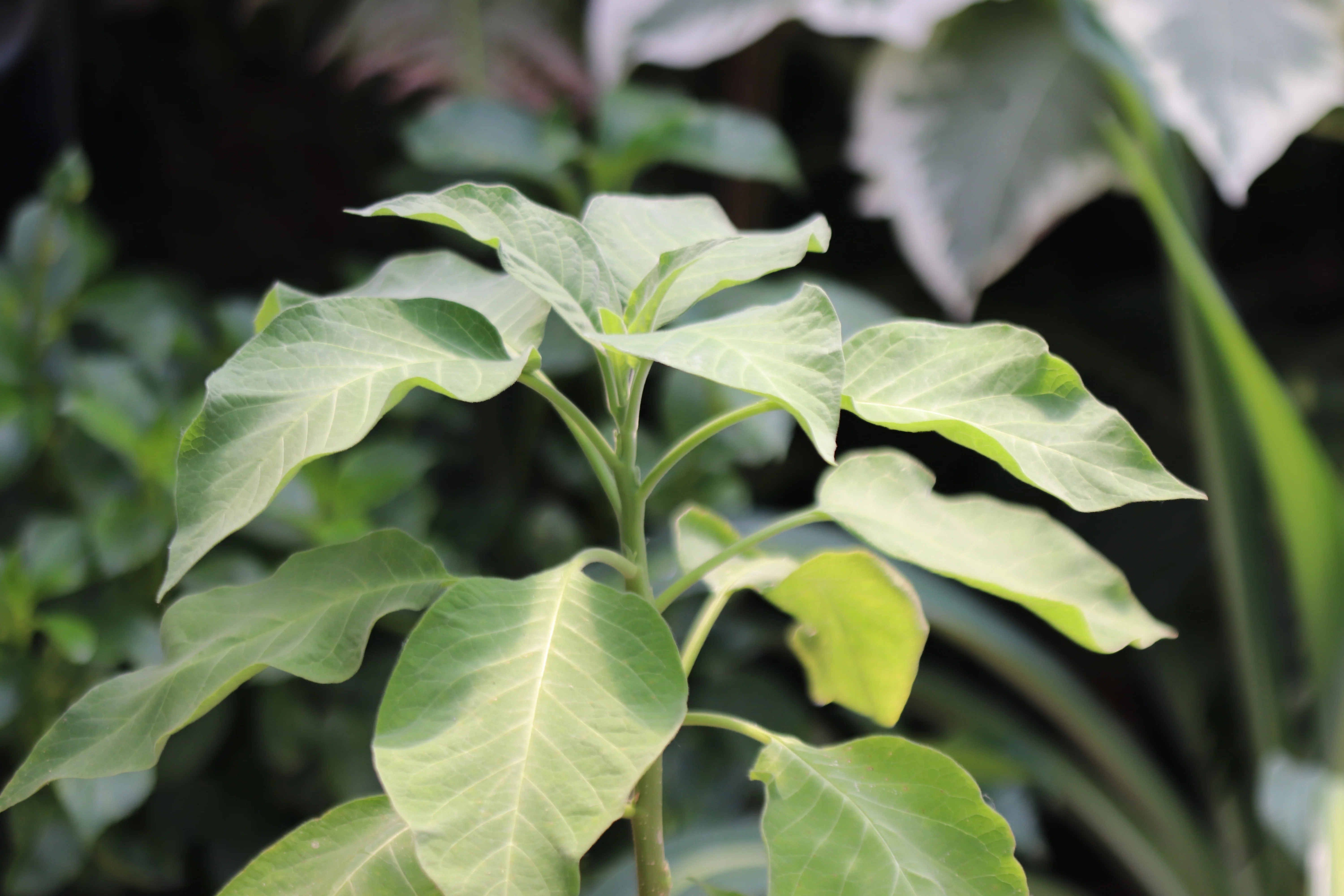 *RETAIL - Brugmansia versicolor - Image 2