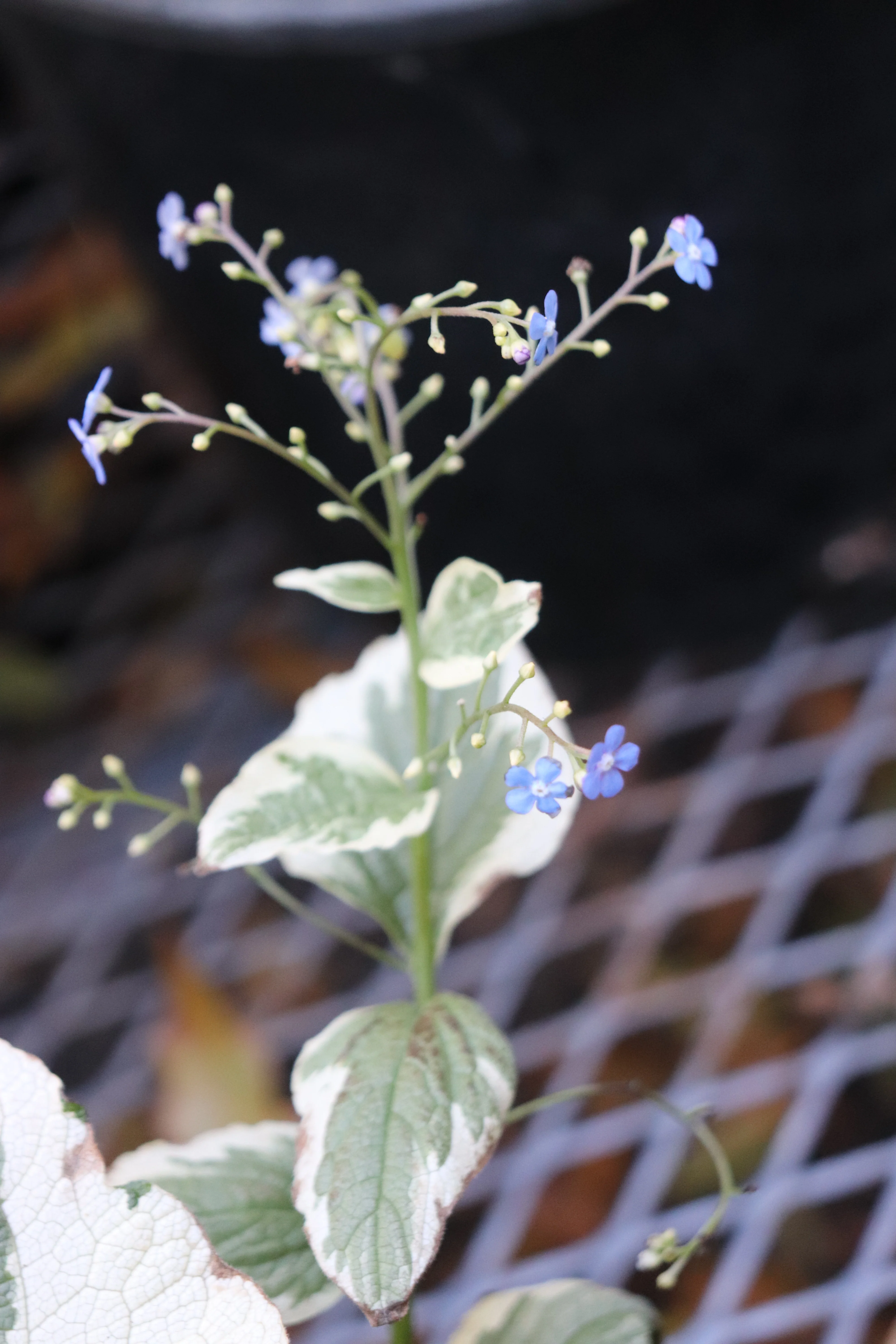 *RETAIL - Brunnera macrophylla 'Variegata' - Image 2