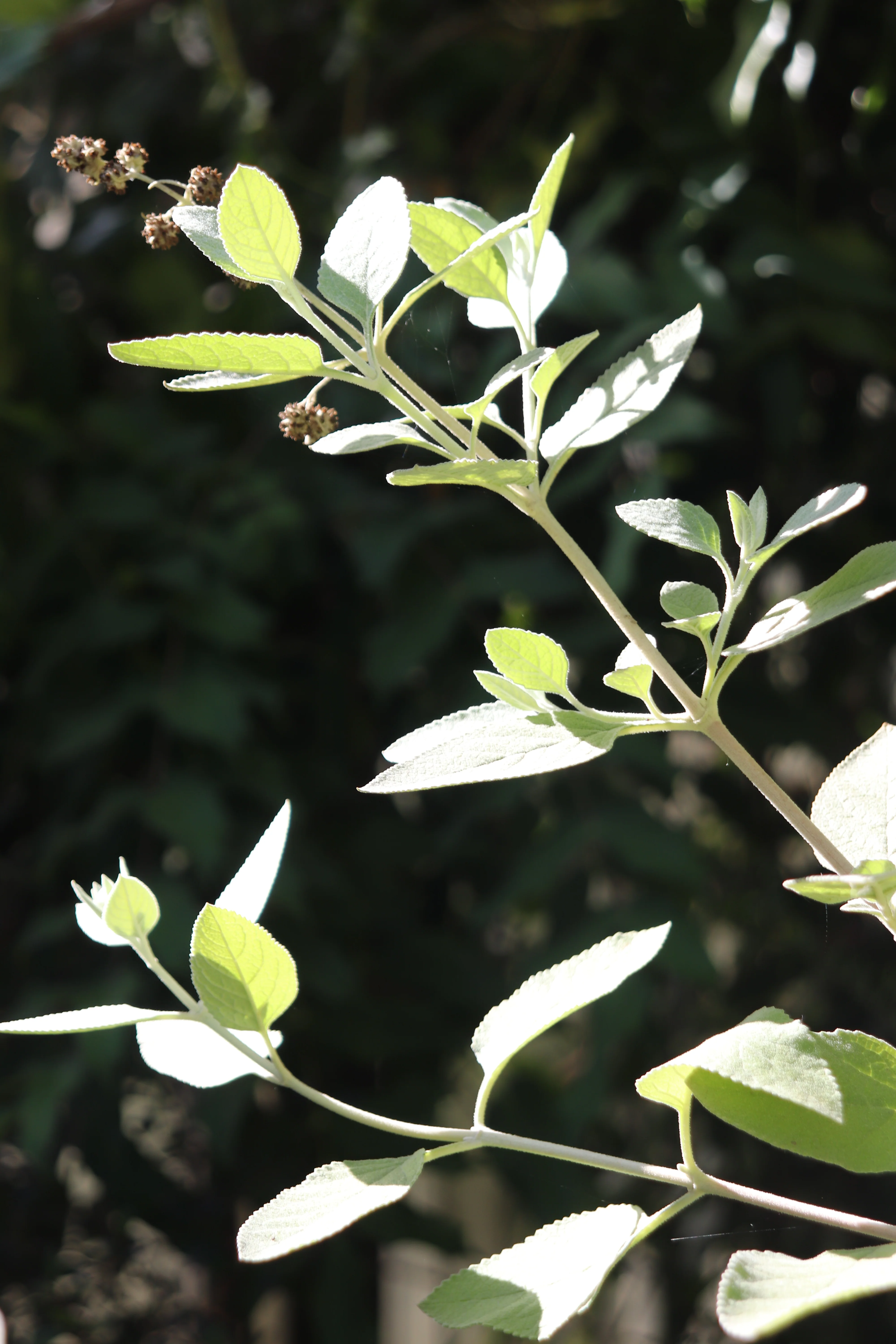 *RETAIL - Buddleja x 'Peter' - Image 2