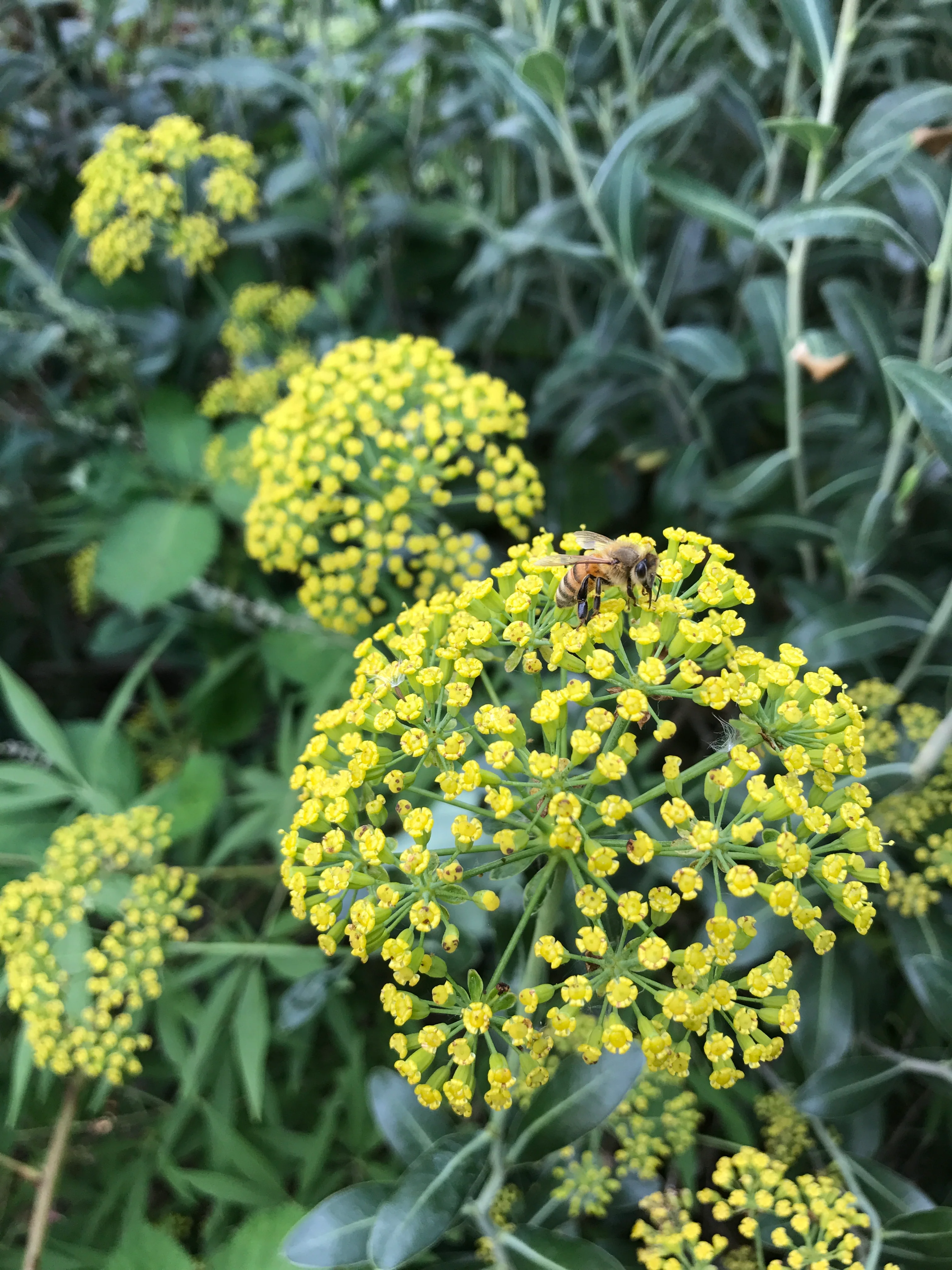 Bupleurum fruticosum - Image 2