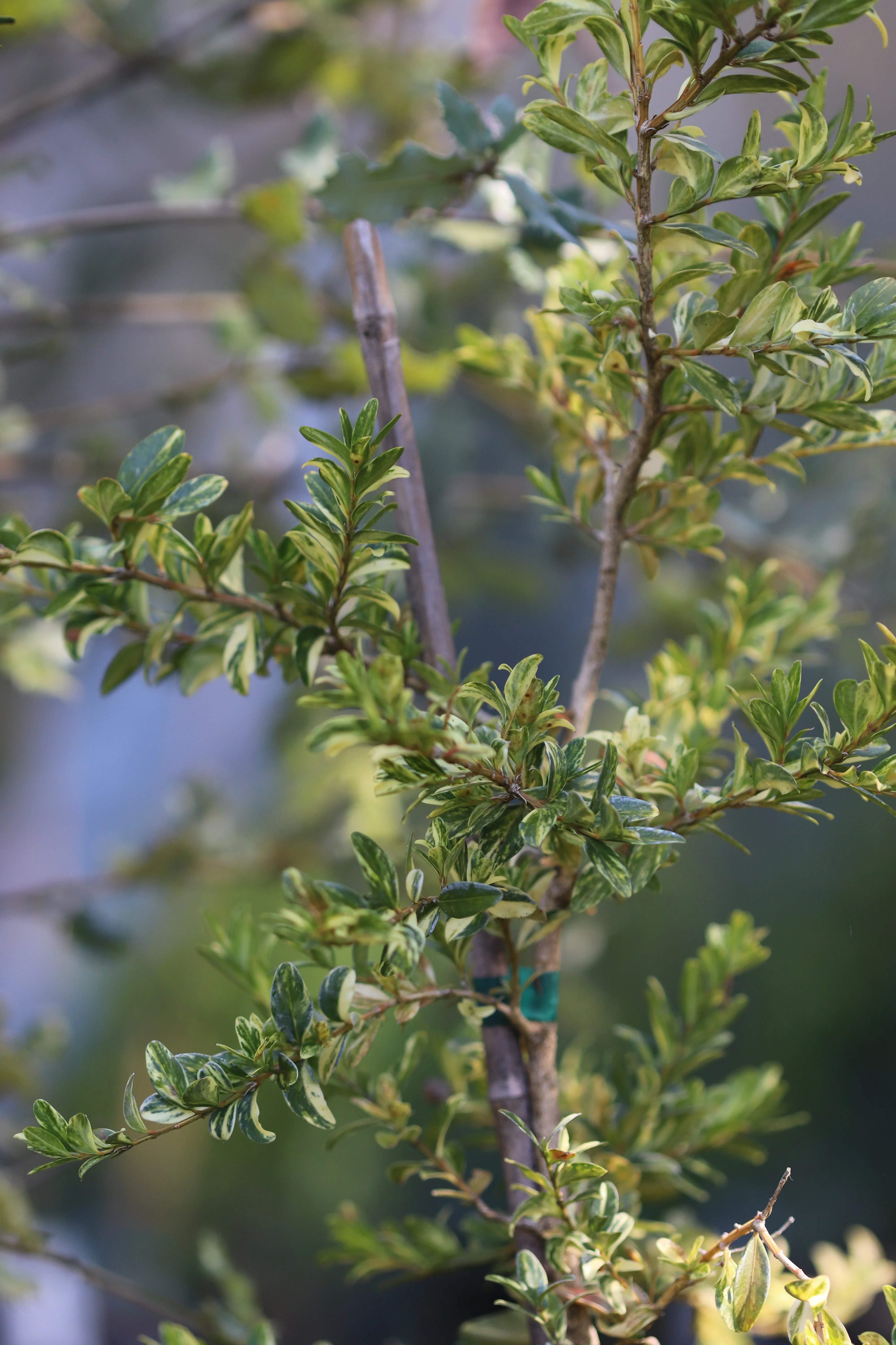 *RETAIL - Buxus sempervirens 'Golden Swirl' - Image 2