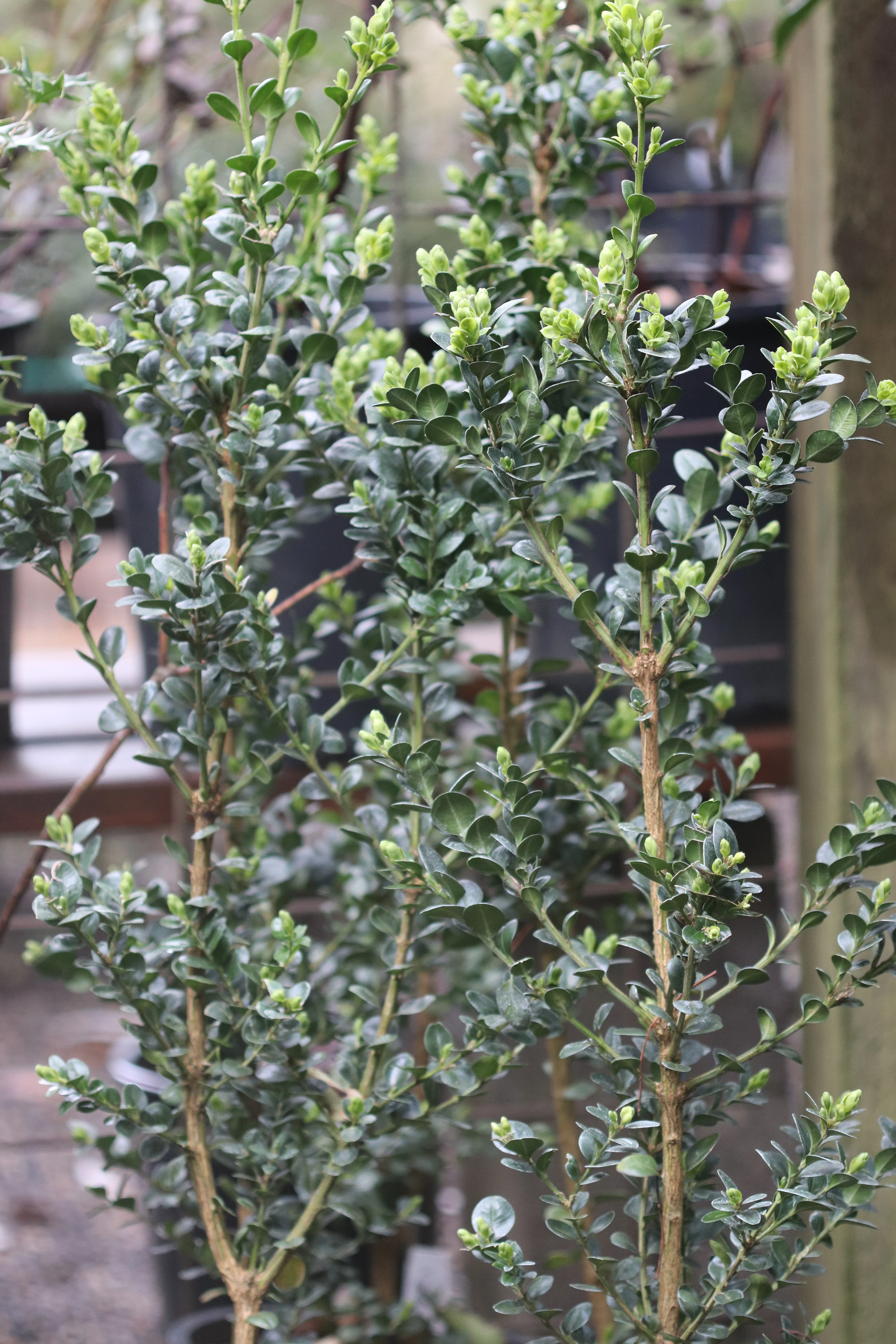 *RETAIL - Buxus sempervirens 'Rotundifolia' - Image 2