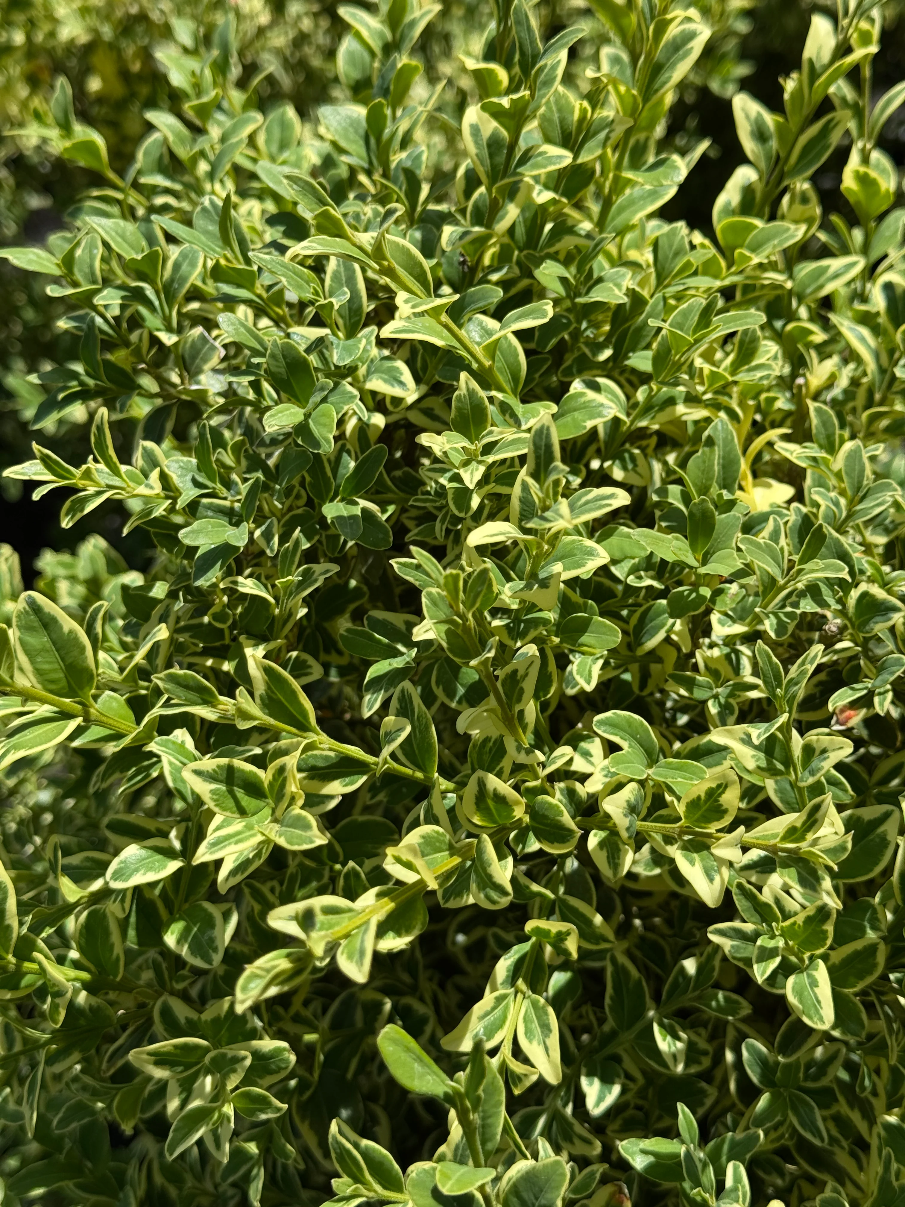 *RETAIL - Buxus sempervirens 'Variegata' - Image 2