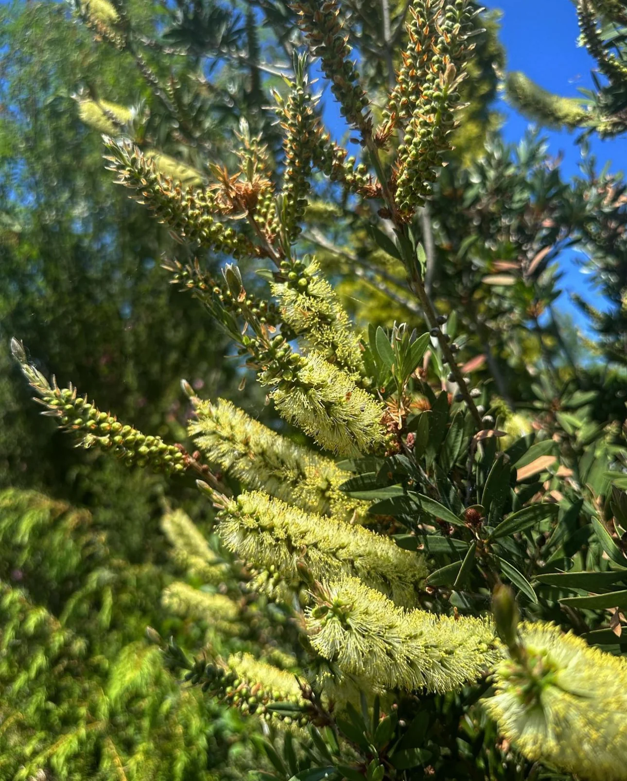Callistemon pallidus 'Best Blue' - Image 2
