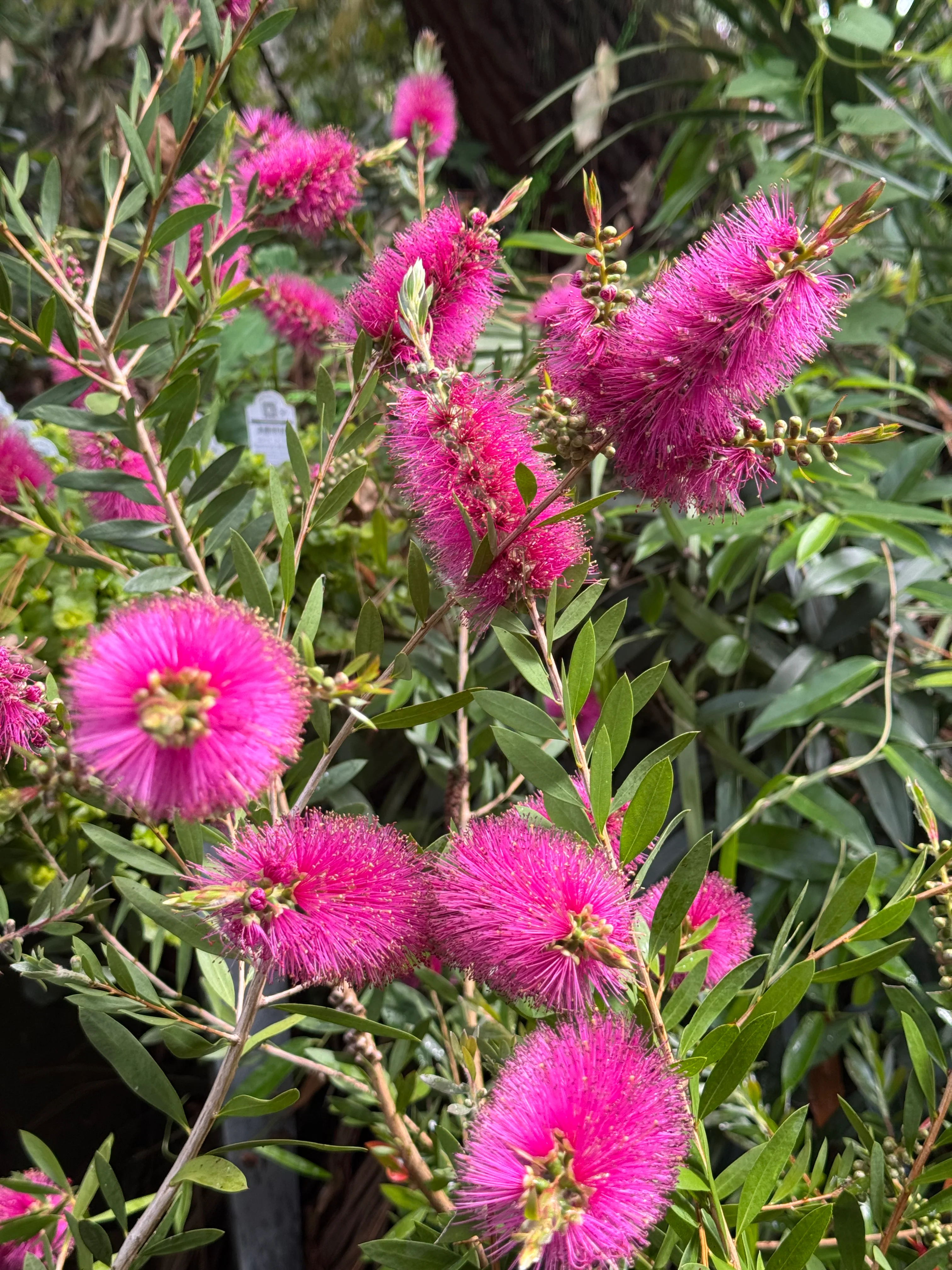 *RETAIL - Callistemon pallidus 'Bob Frank' - Image 2