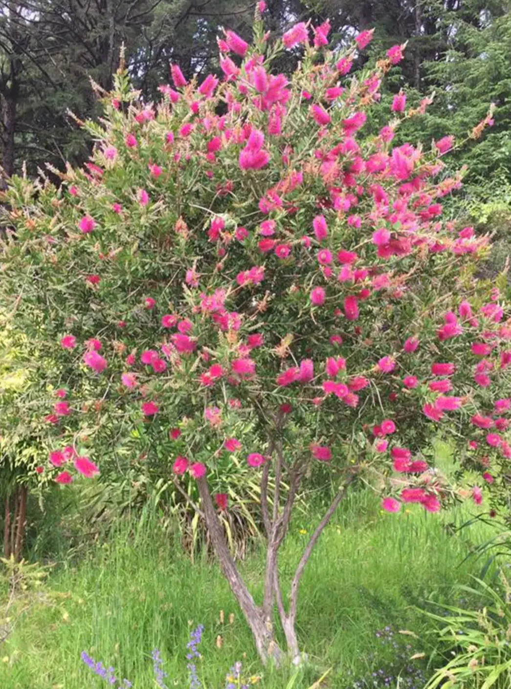 *RETAIL - Callistemon pallidus 'Bob Frank' - Image 3