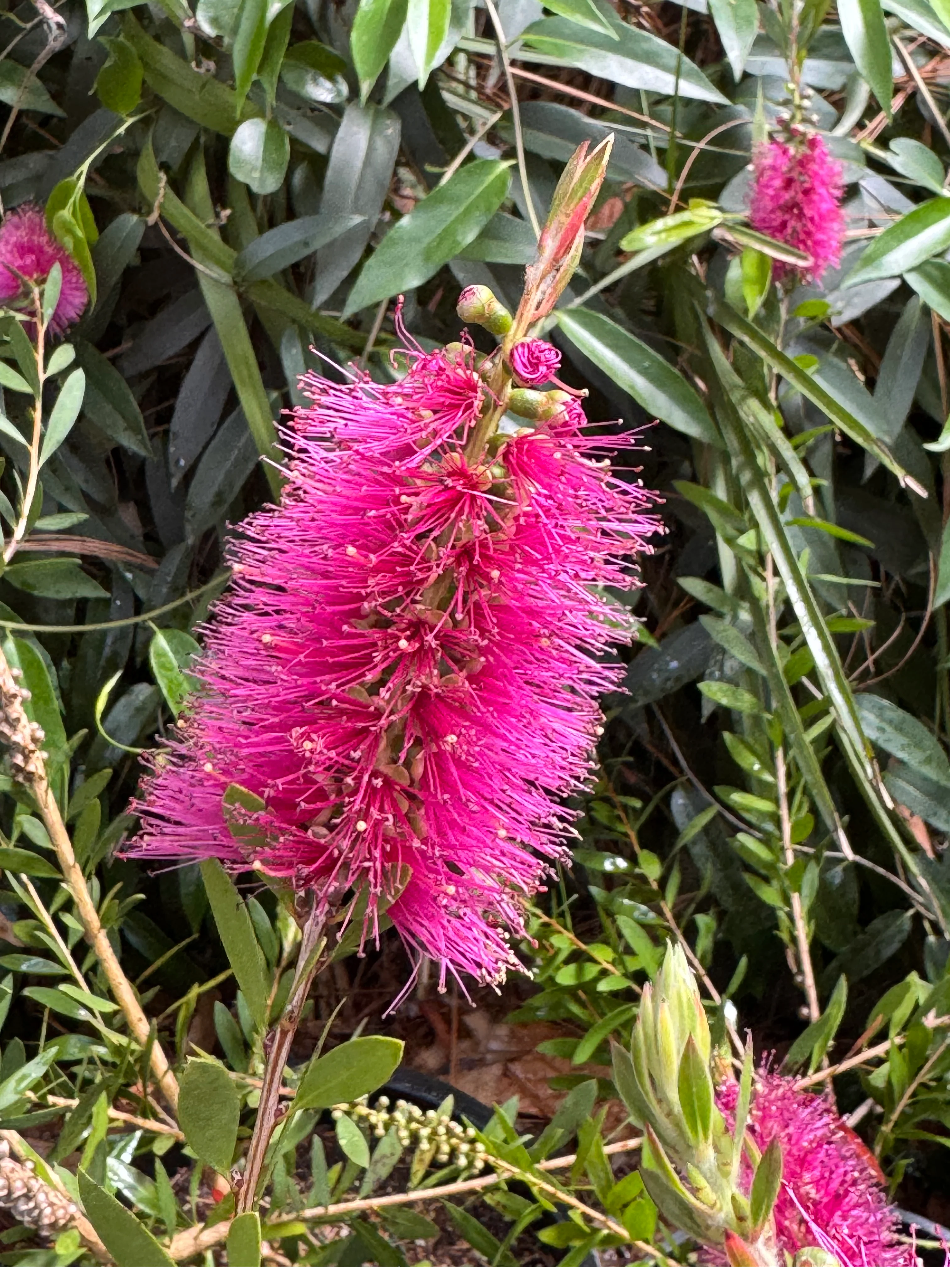 *RETAIL - Callistemon pallidus 'Bob Frank' - Image 4