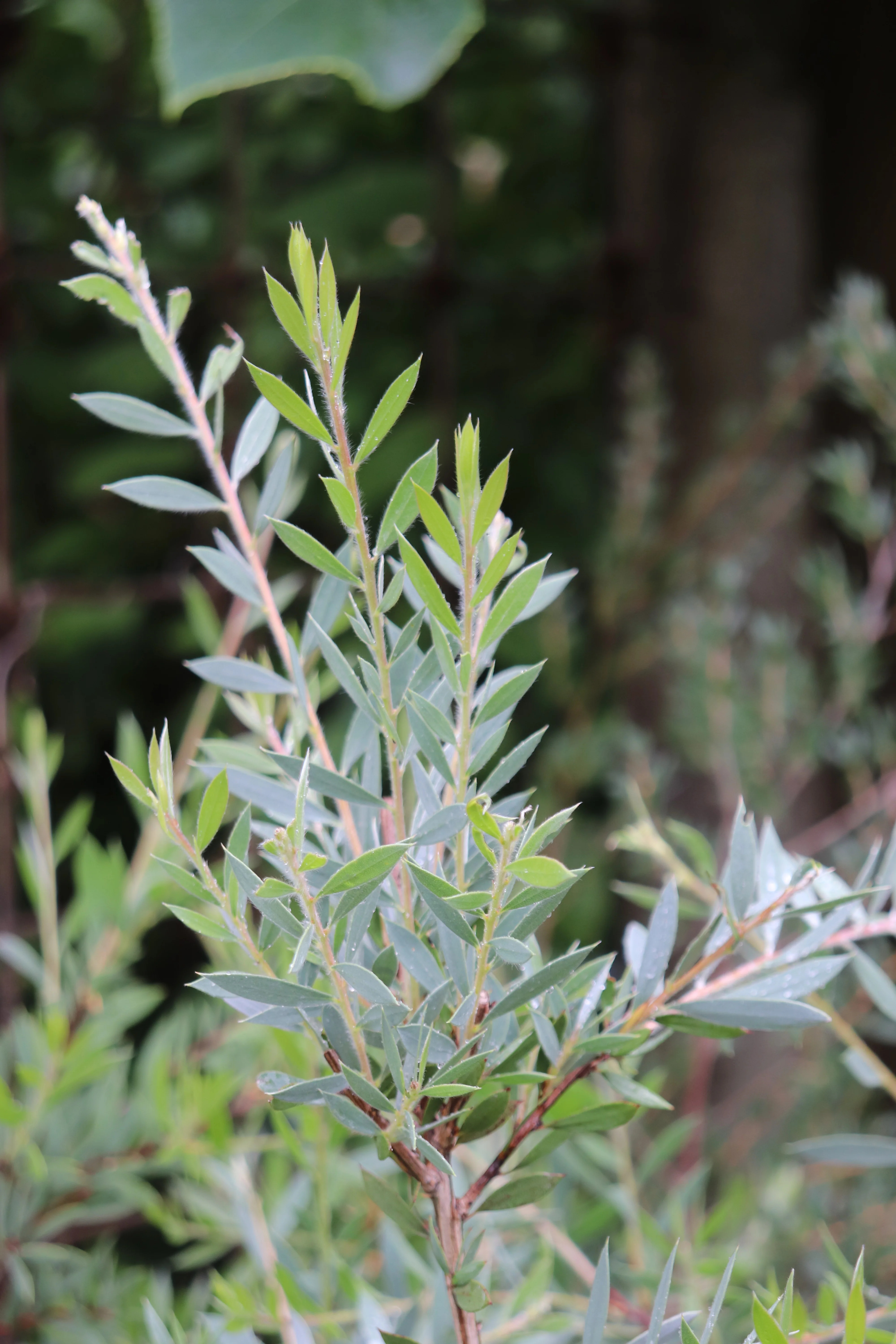 *RETAIL - Callistemon pallidus 'Lilac' - Image 2