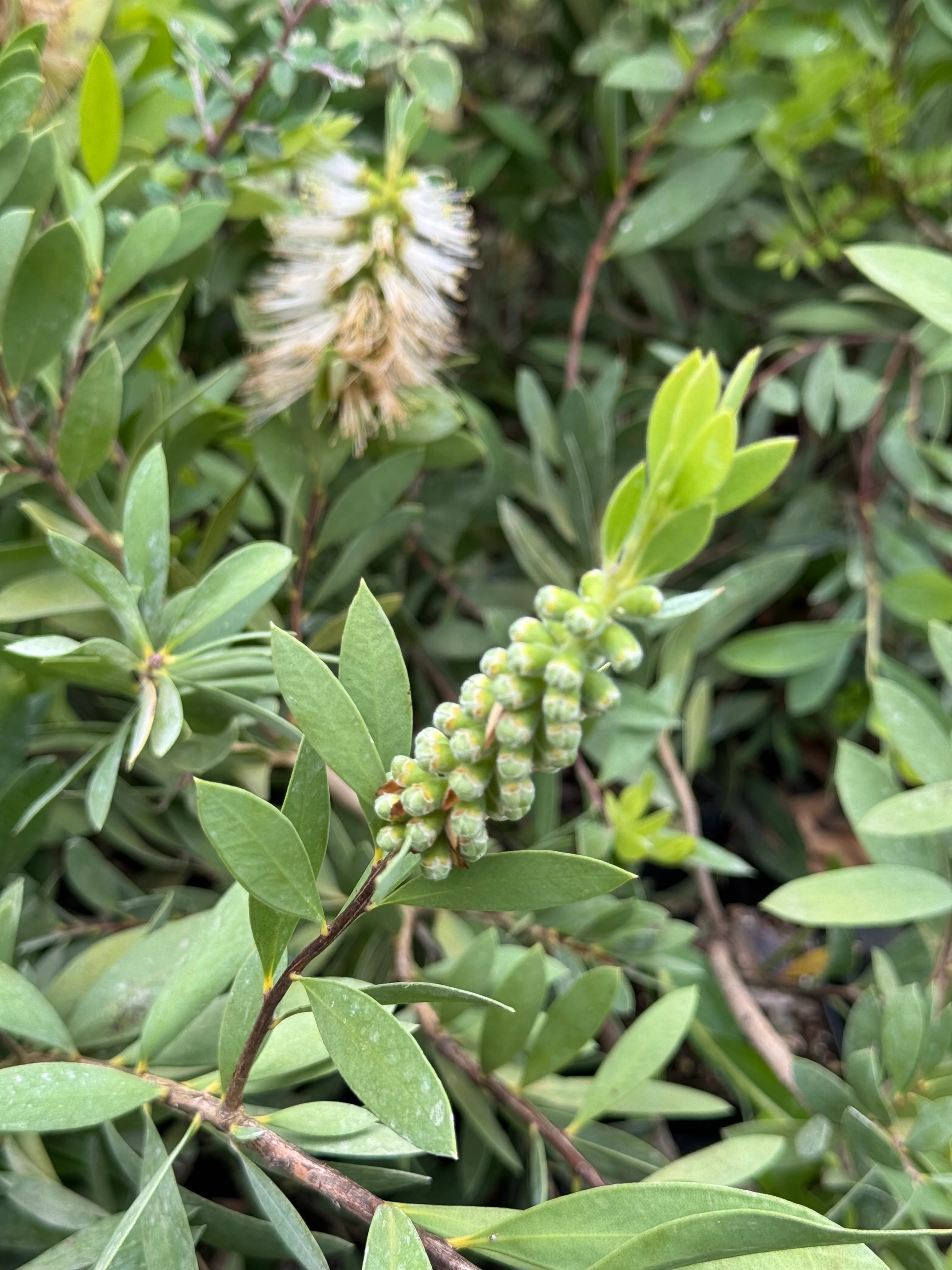 *RETAIL - Callistemon 'White Anzac' - Image 2