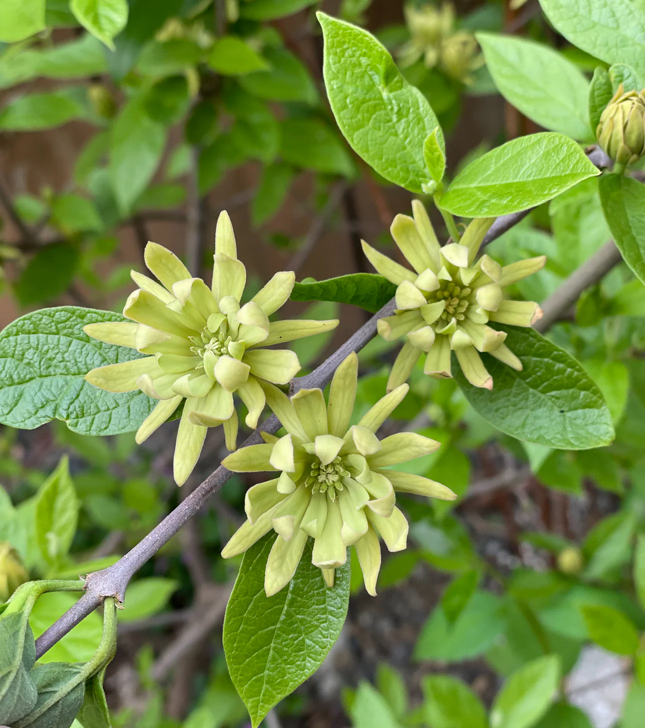 *RETAIL - Calycanthus floridus 'Athens' - Image 2