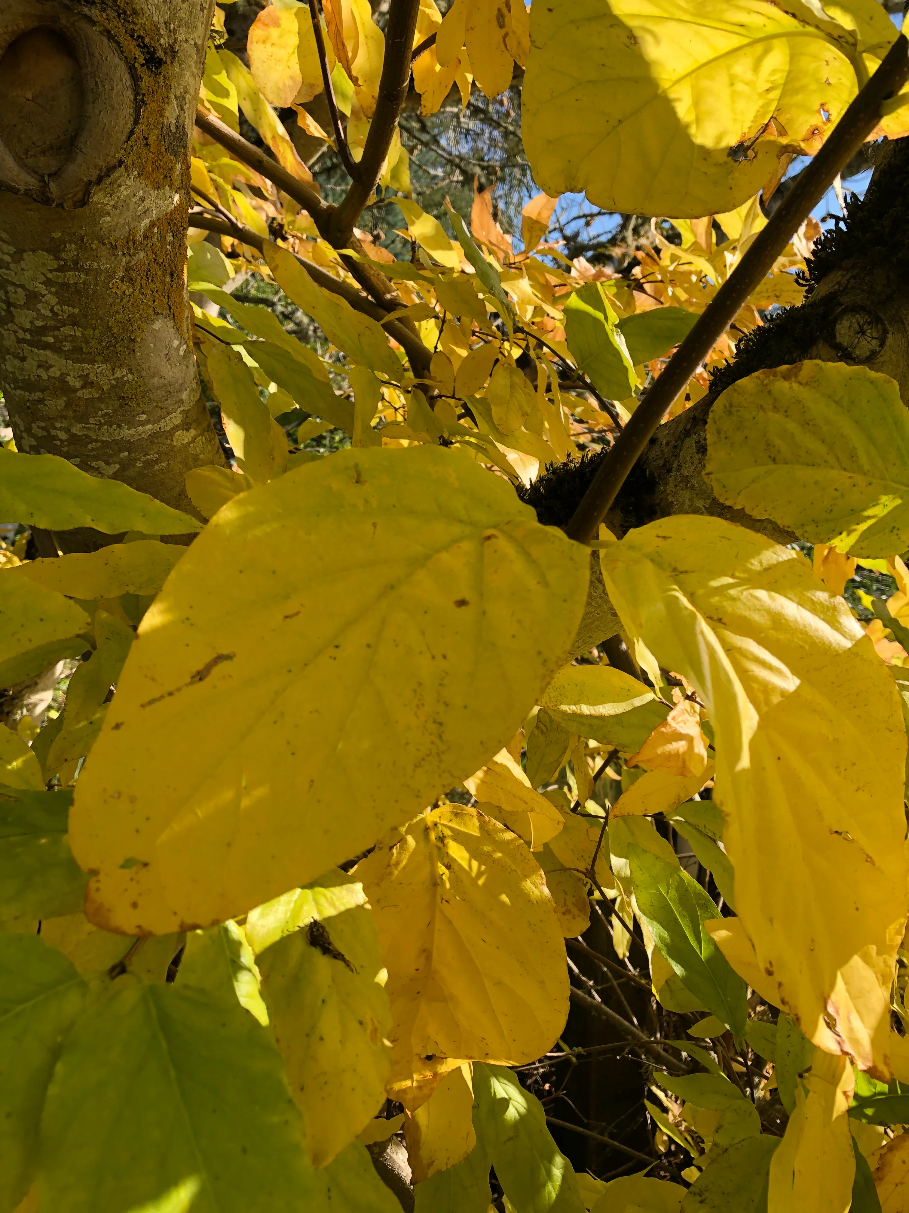 *RETAIL - Calycanthus occidentalis - Image 2