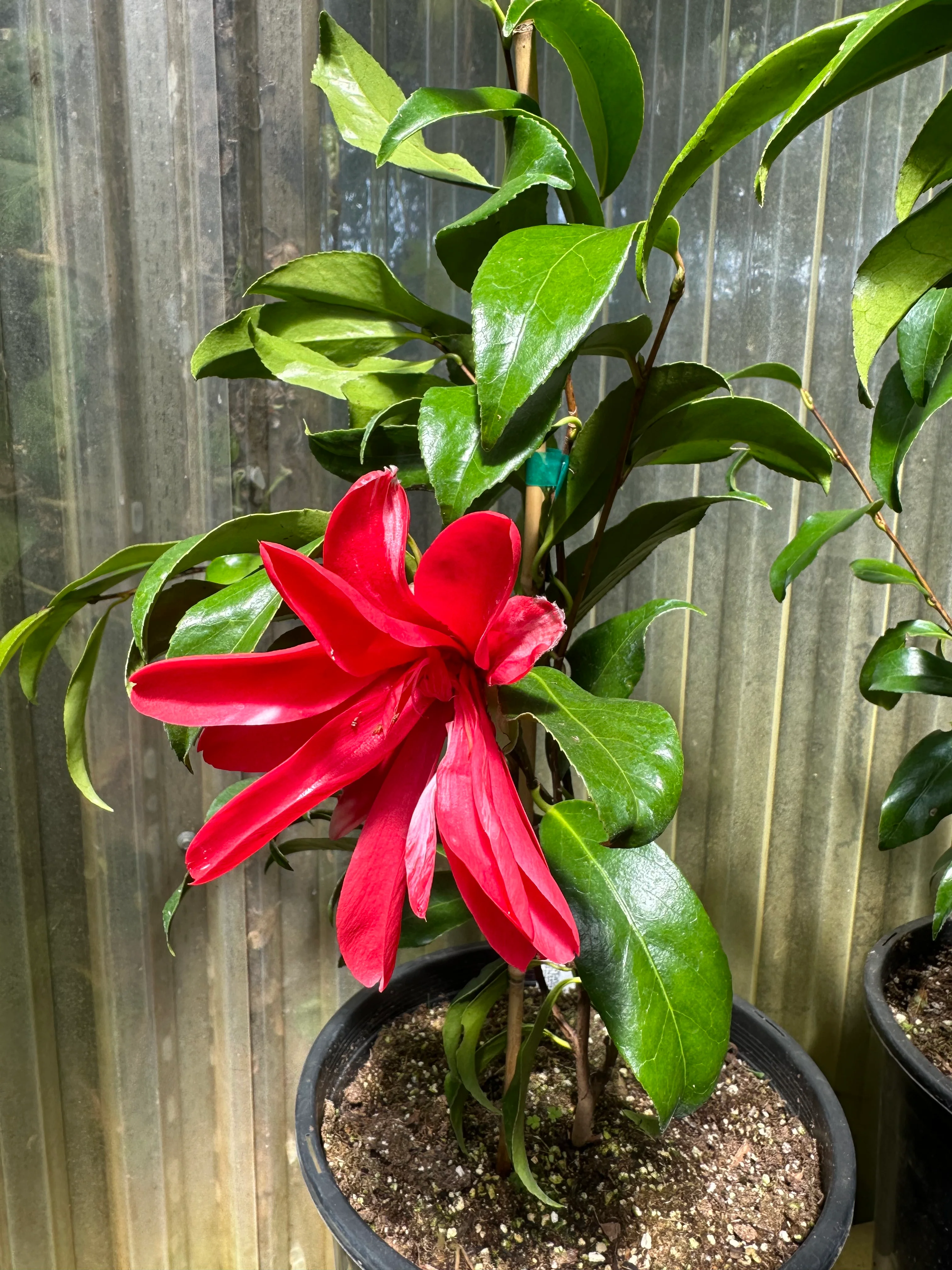 *RETAIL - Camellia japonica 'Kujaku Tsubaki' - Image 2